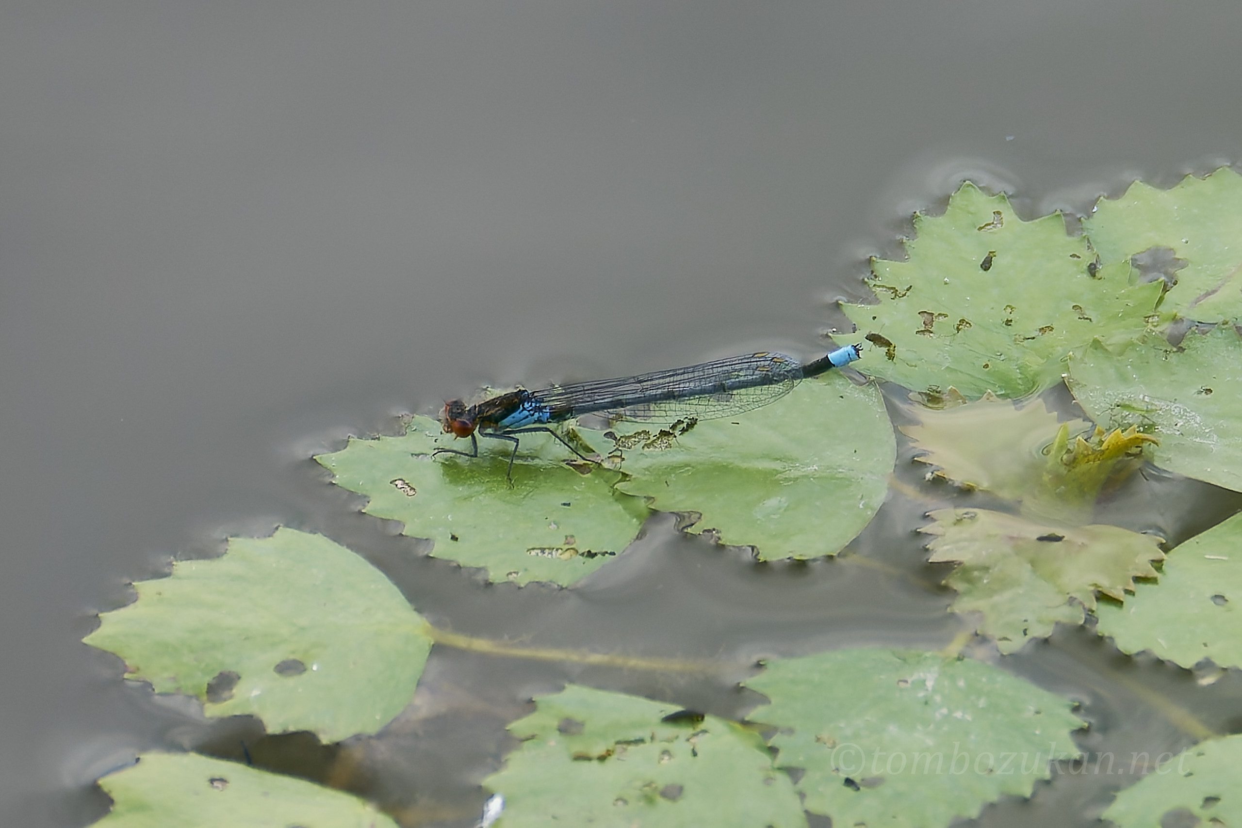 アカメイトトンボ