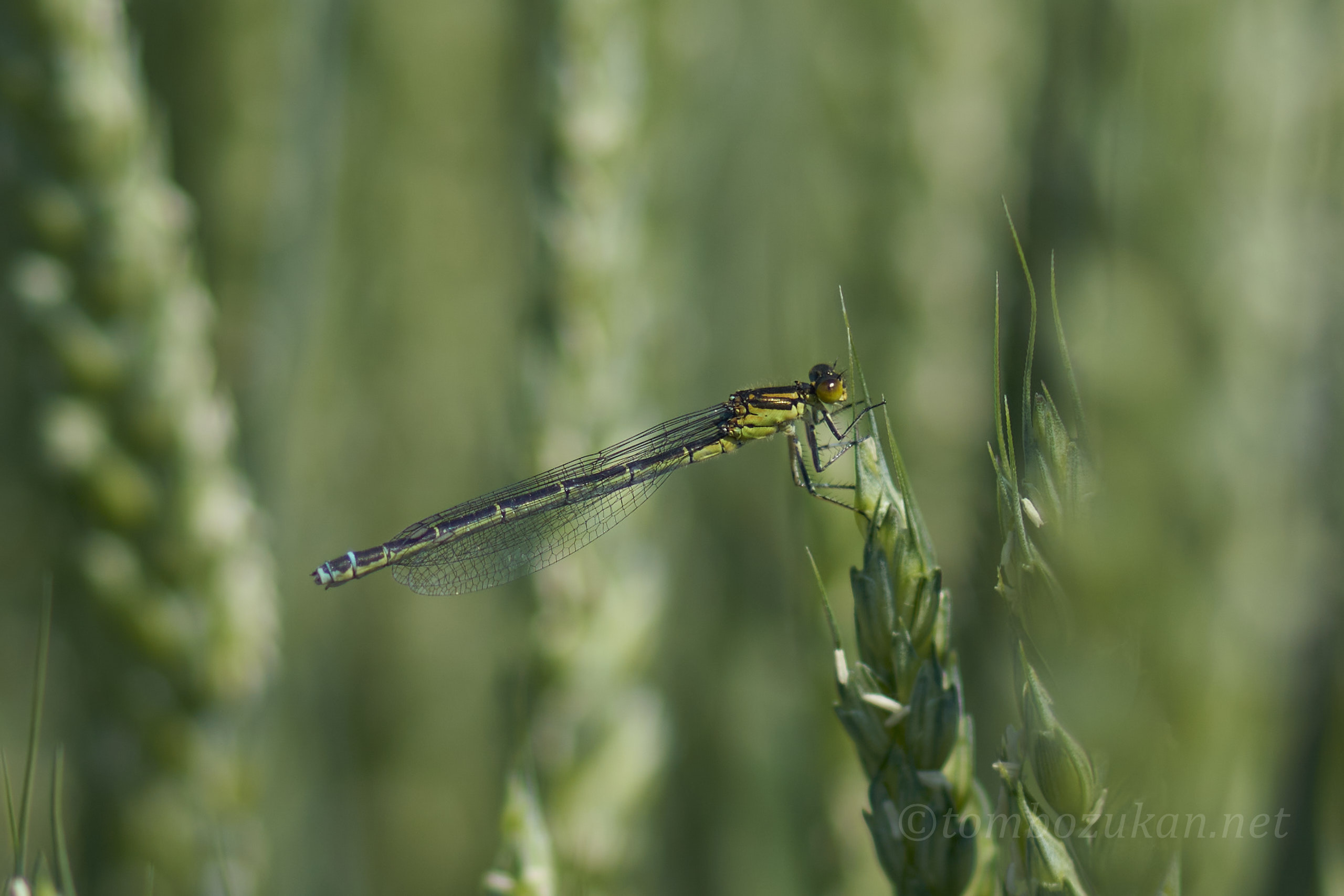 アカメイトトンボ