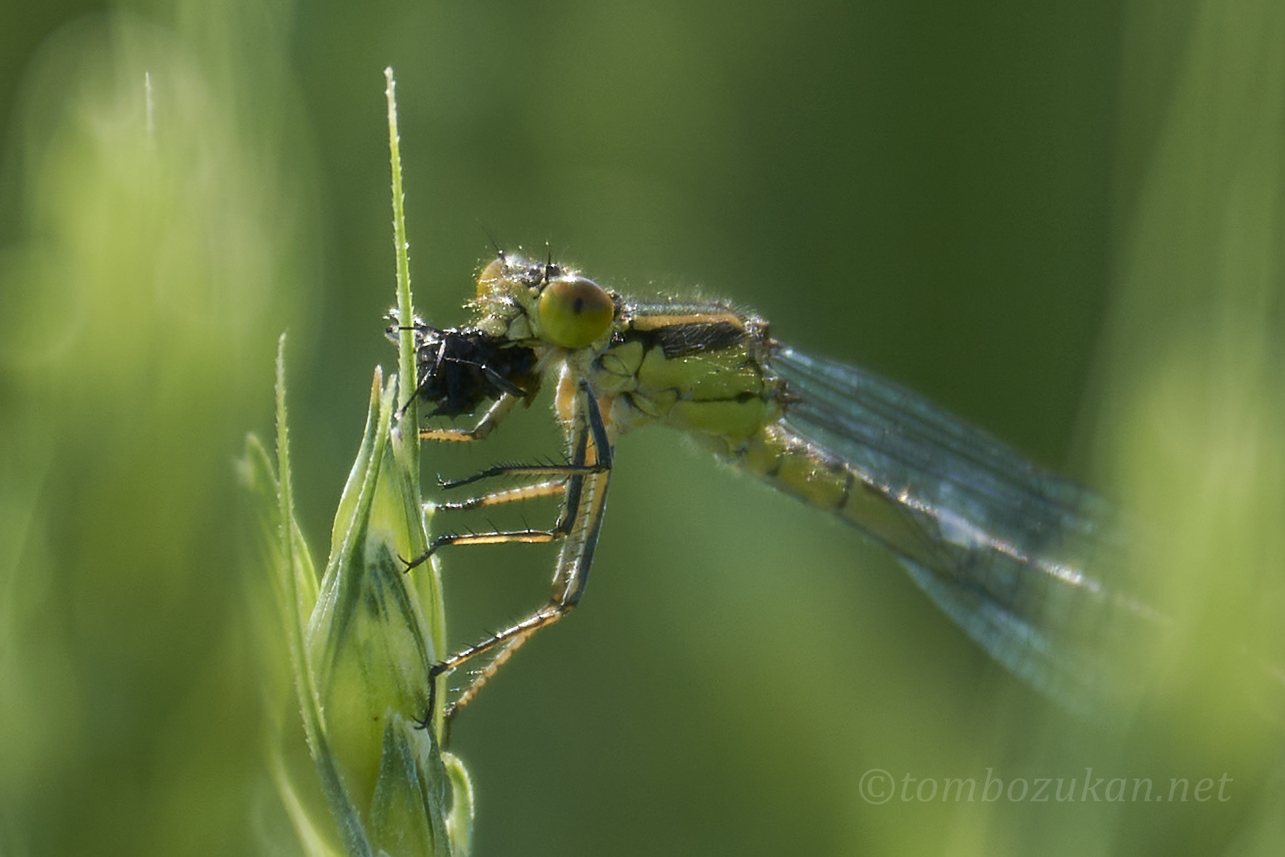 アカメイトトンボ