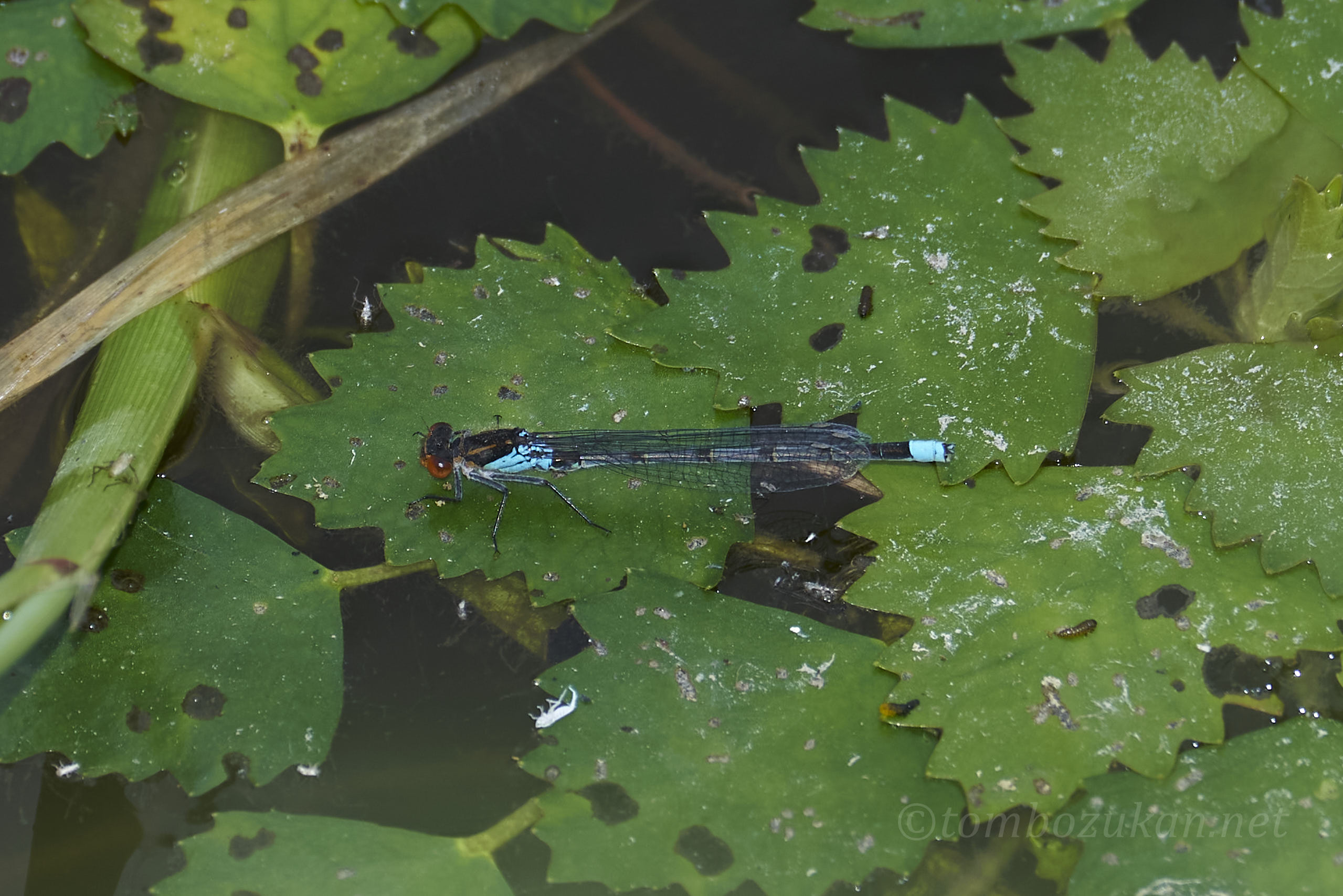 アカメイトトンボ