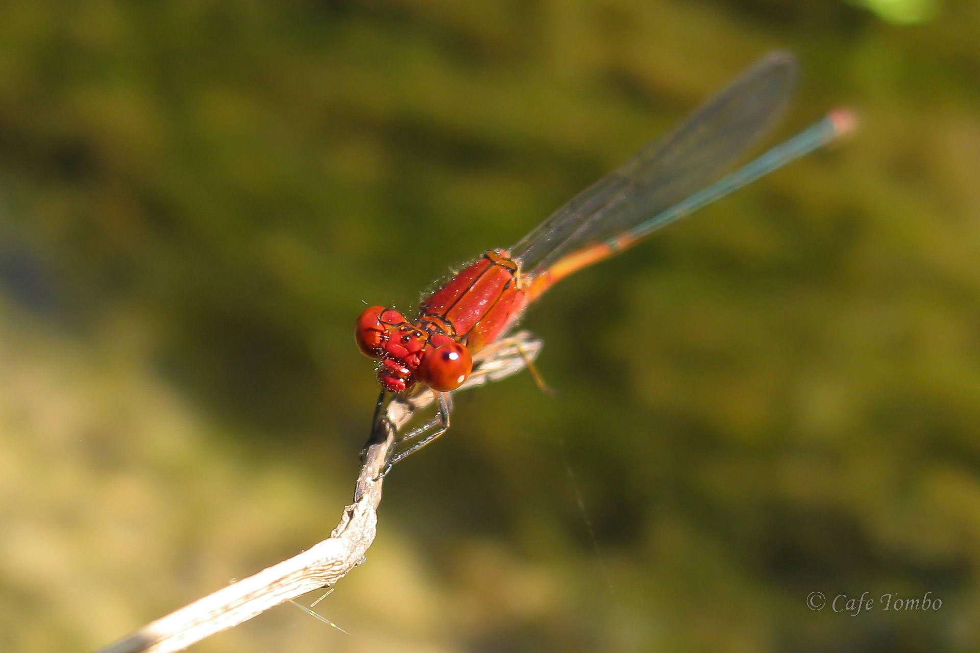 アカナガイトトンボ