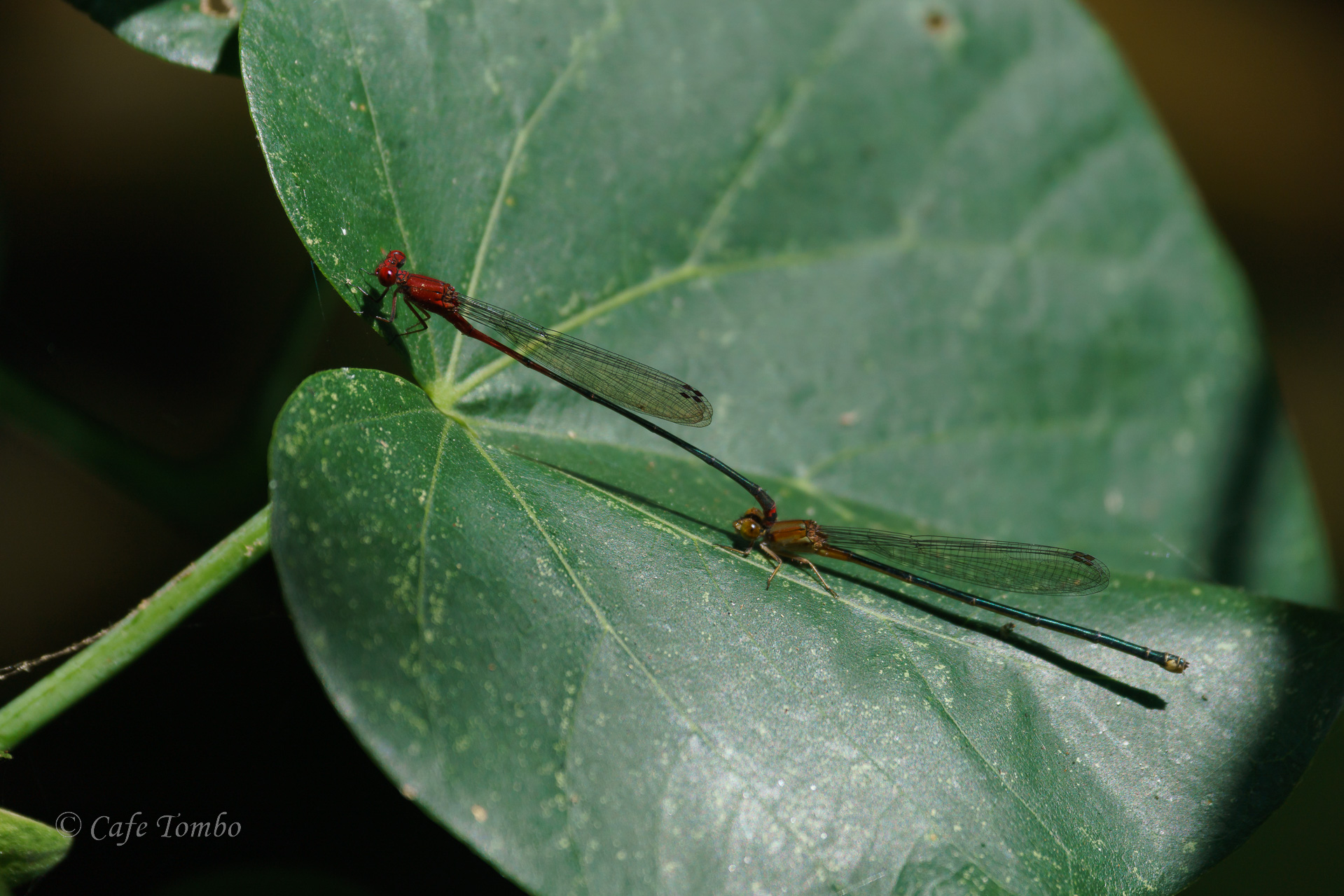 アカナガイトトンボ