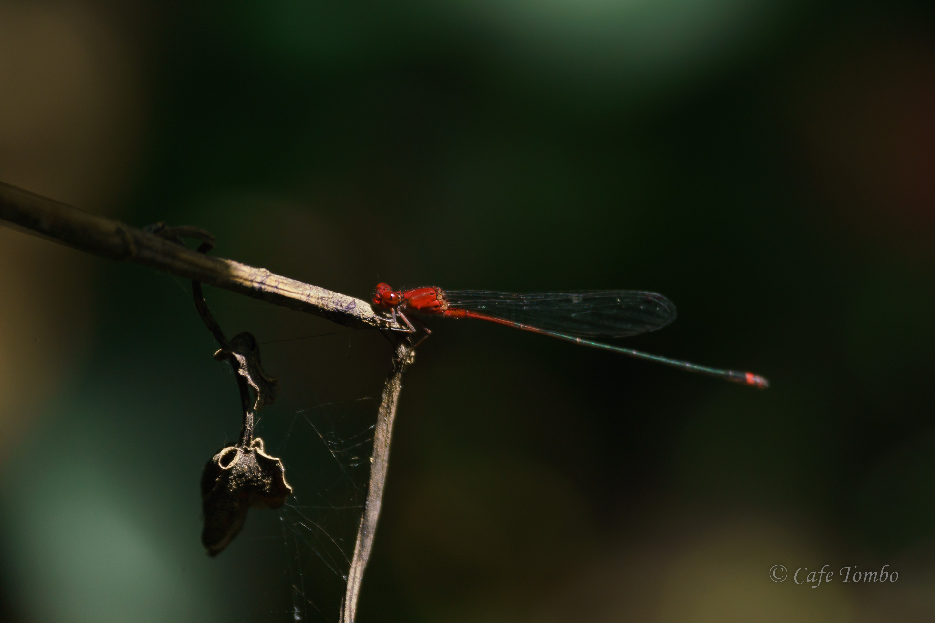 アカナガイトトンボ