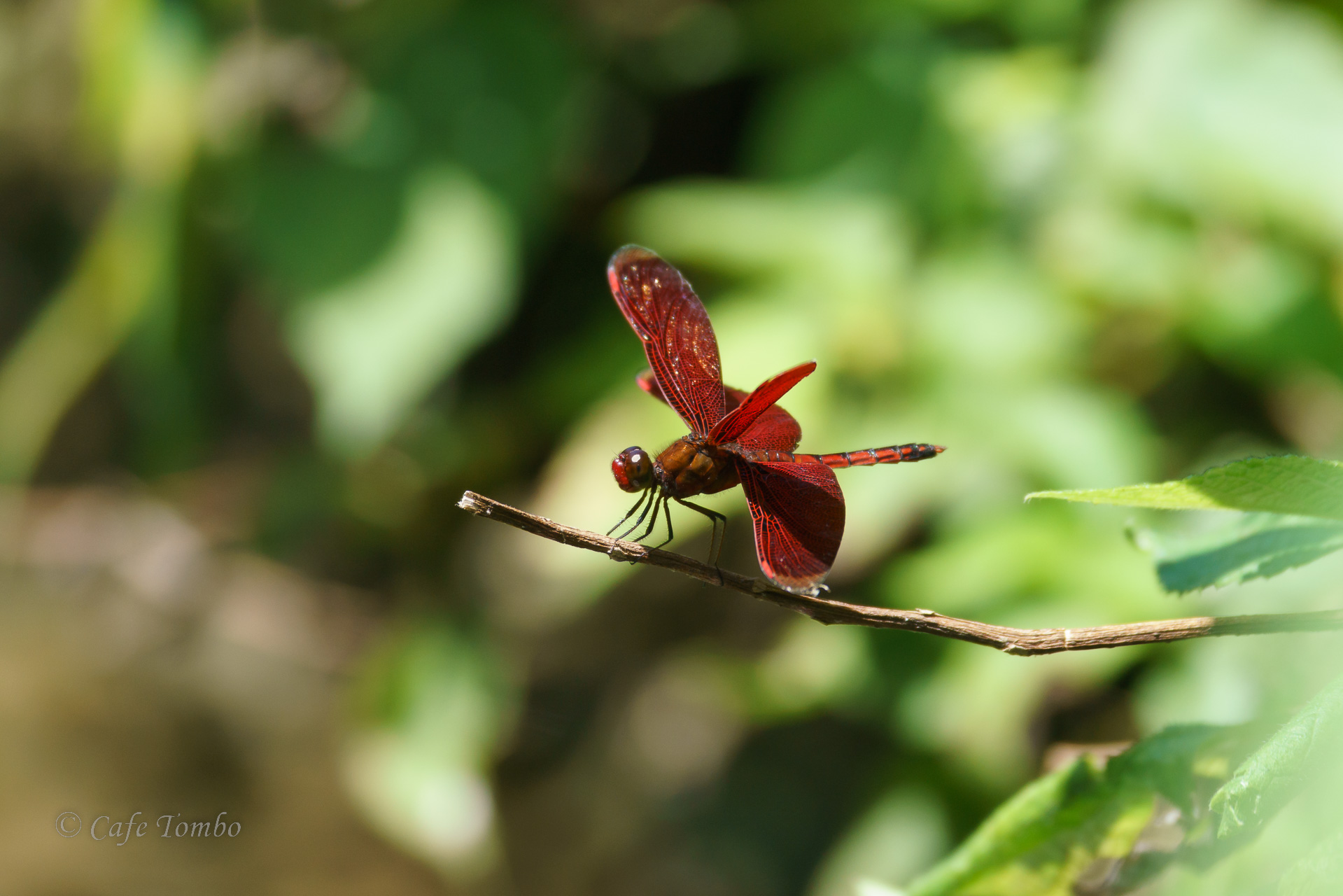 アカスジベッコウトンボ