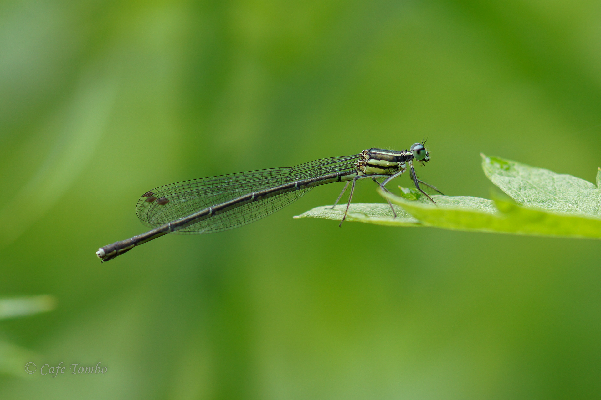 アマゴイルリトンボ