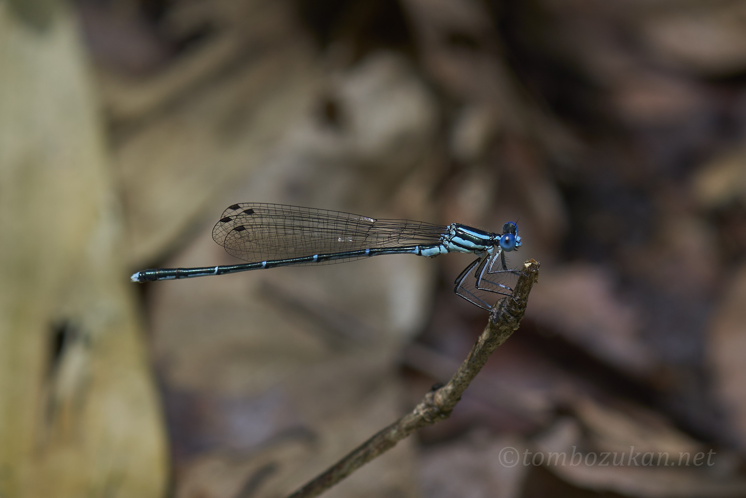 アマゴイルリトンボ