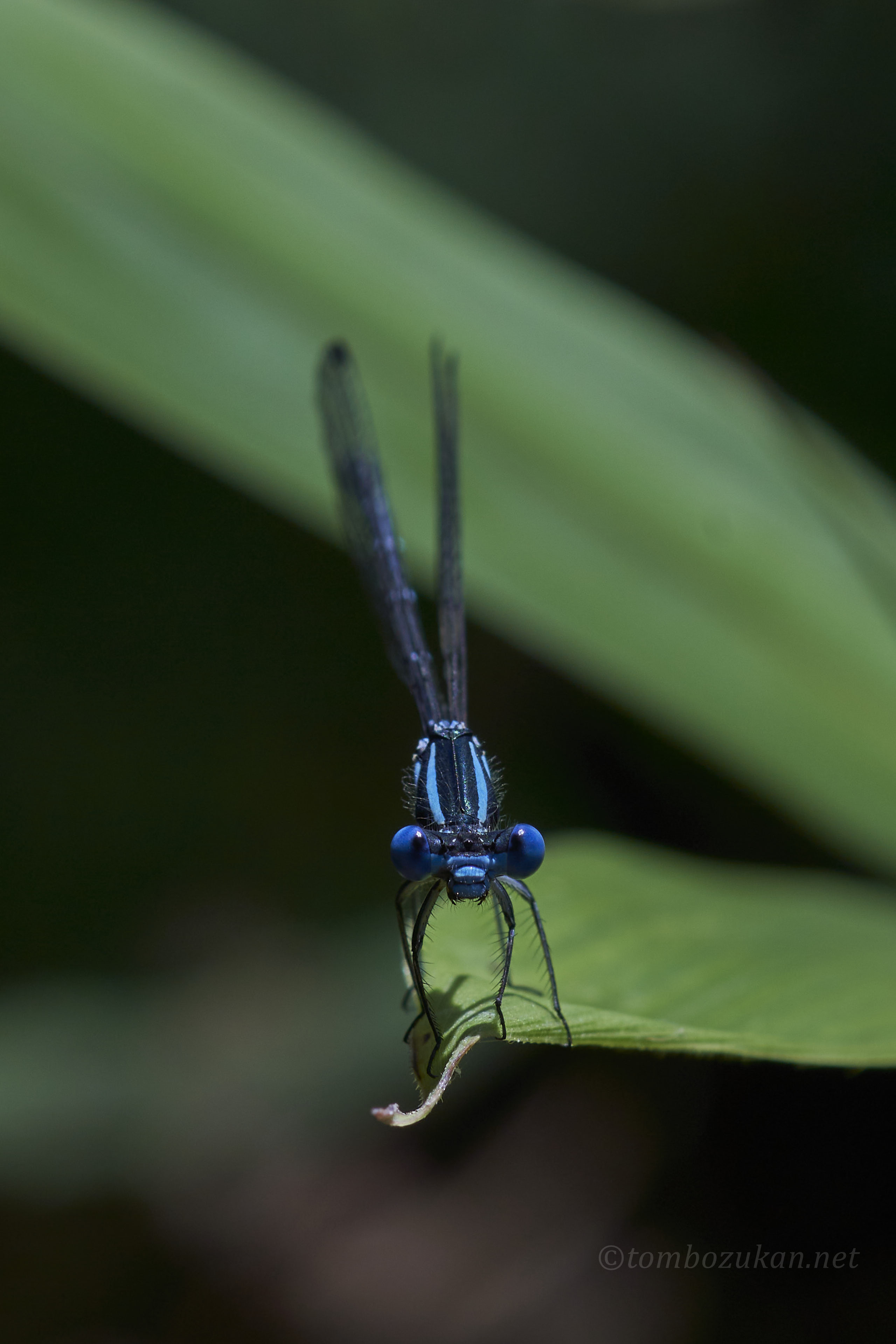 アマゴイルリトンボ
