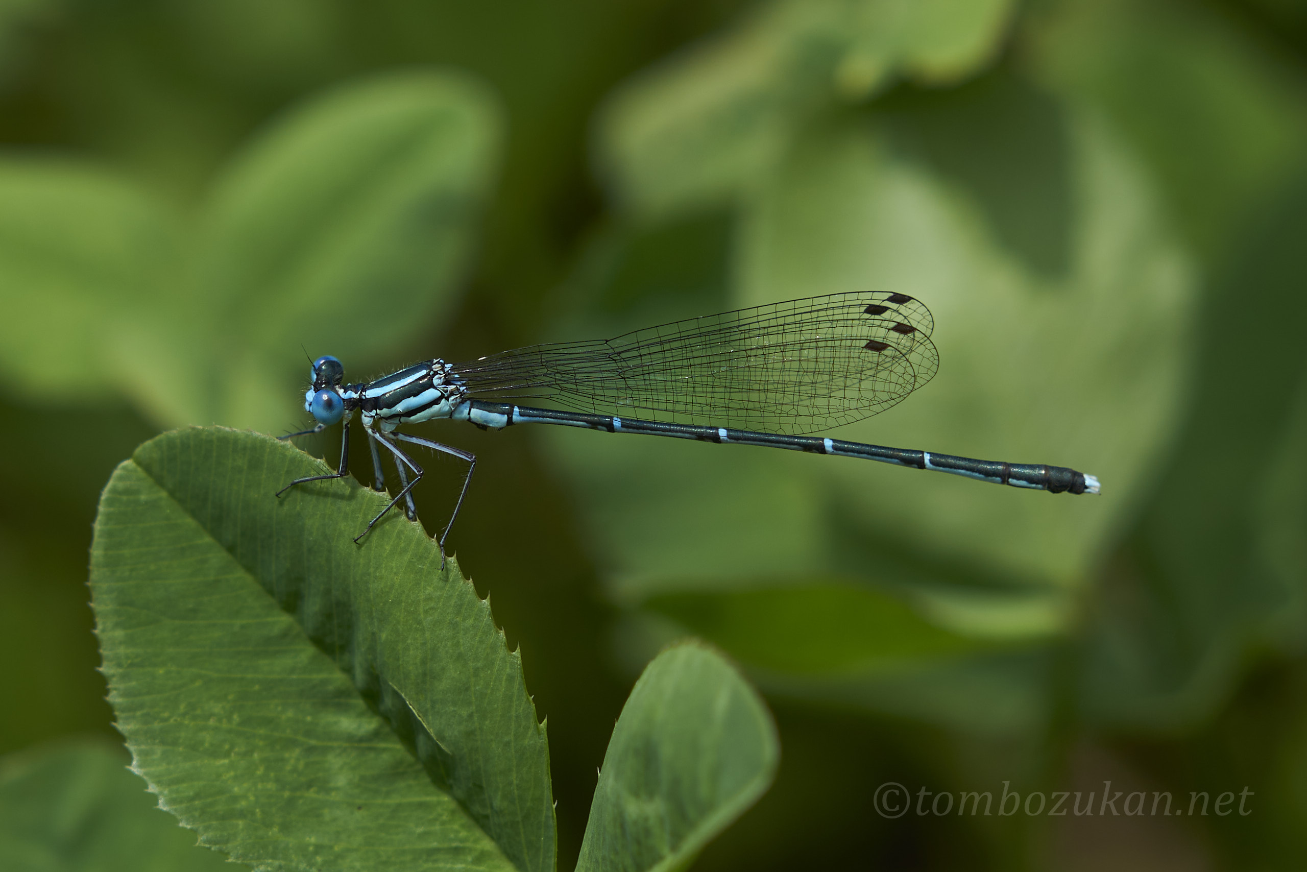 アマゴイルリトンボ