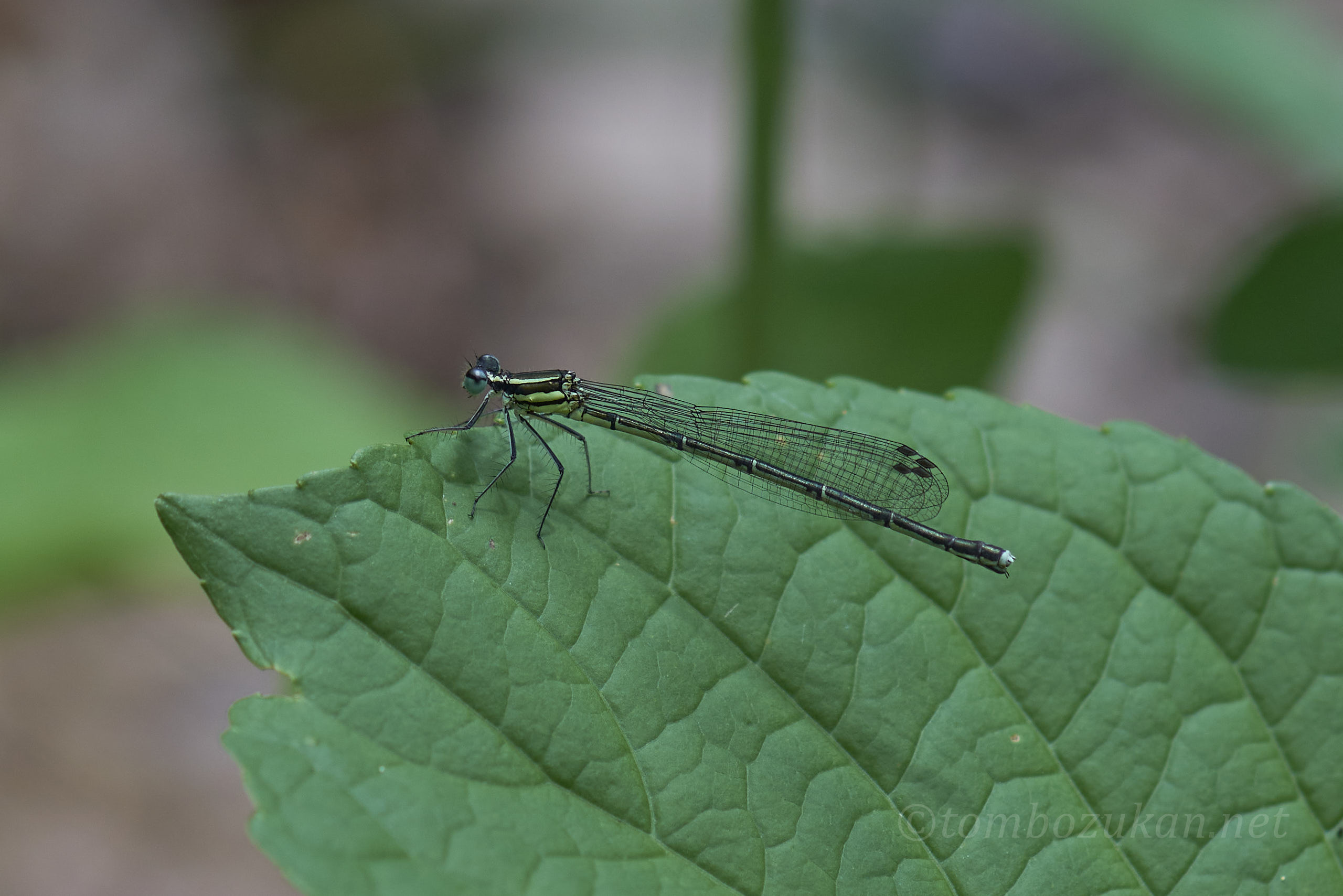アマゴイルリトンボ