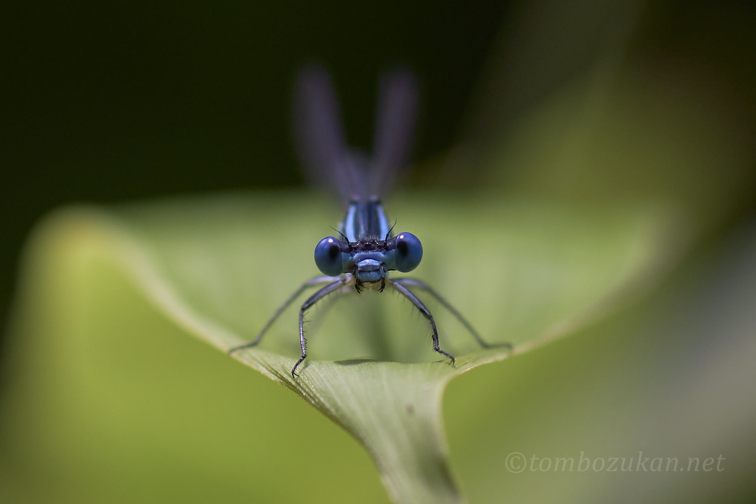 アマゴイルリトンボ