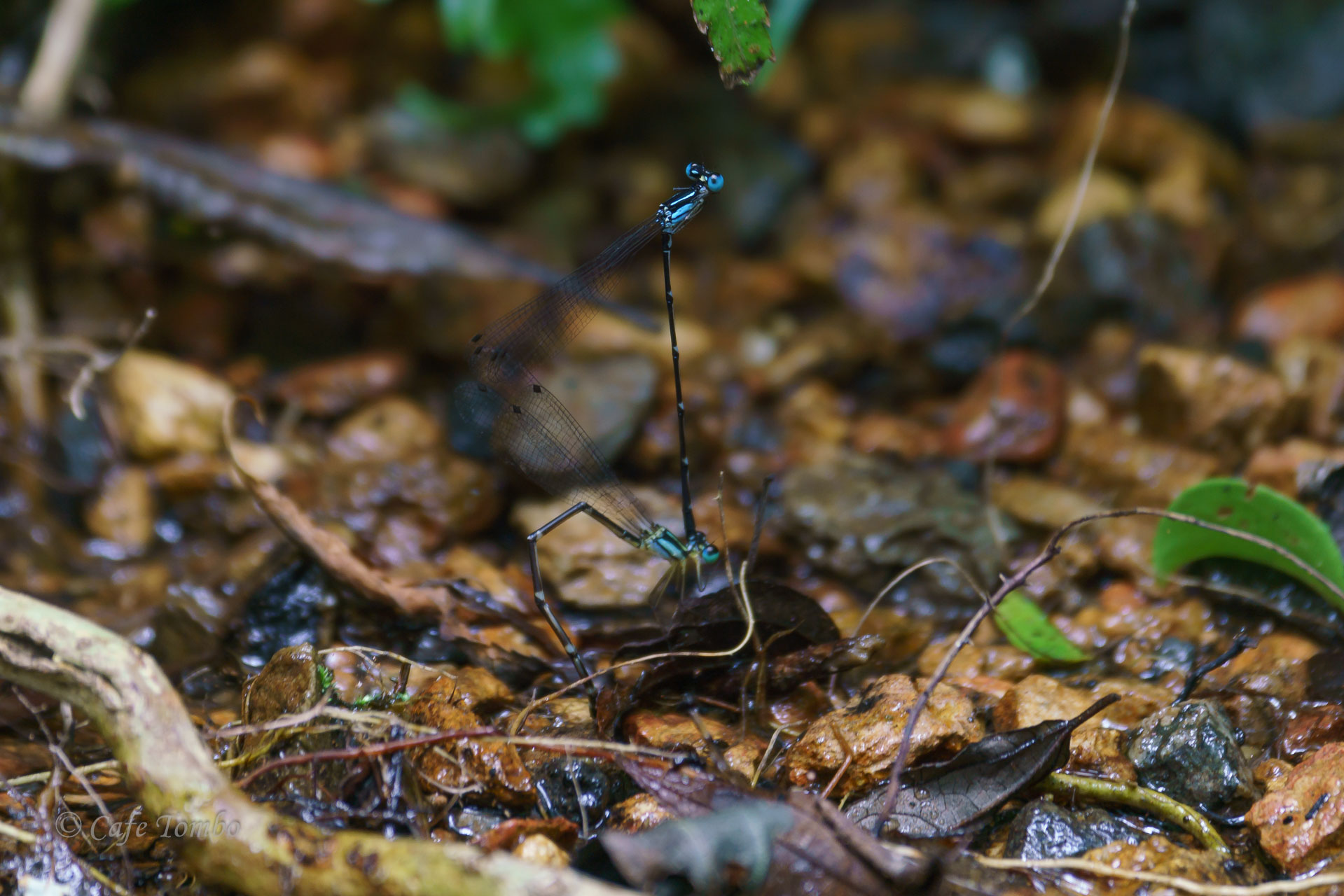 アマミルリモントンボ