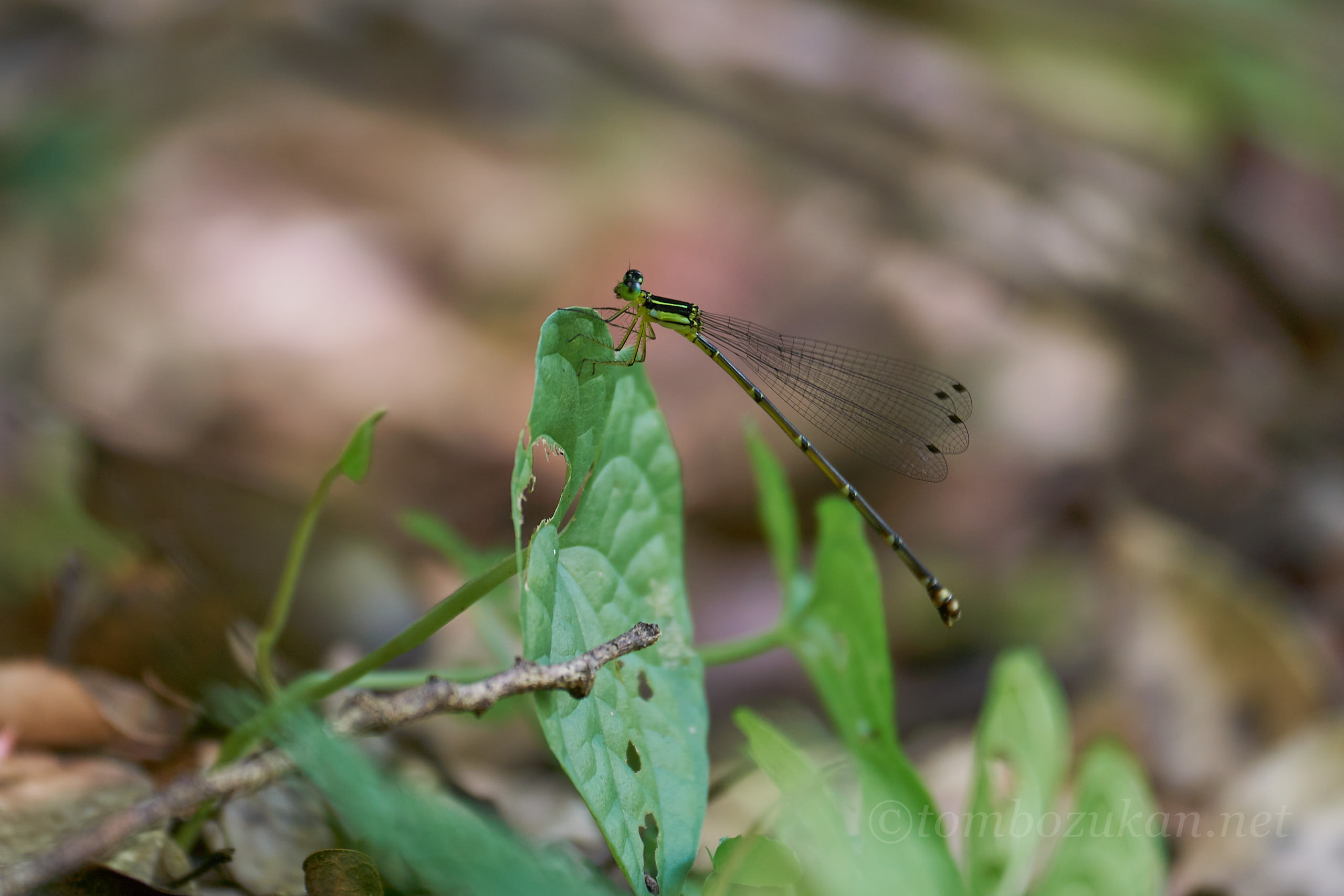 アマミルリモントンボ