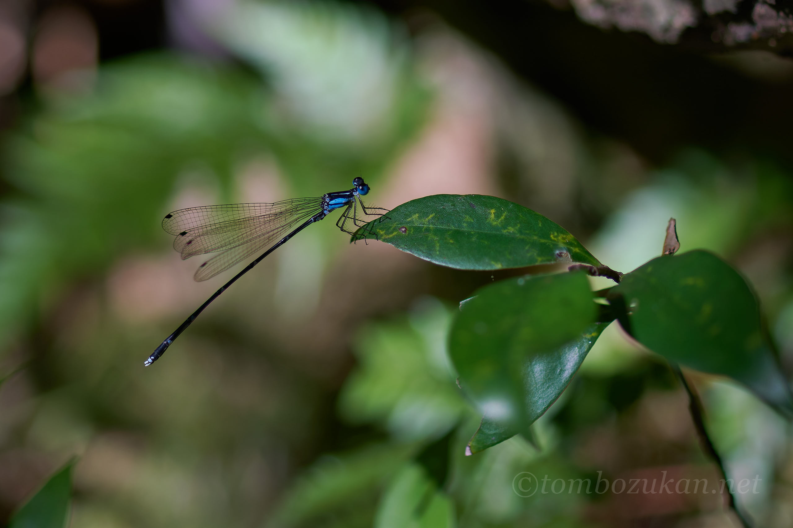 アマミルリモントンボ
