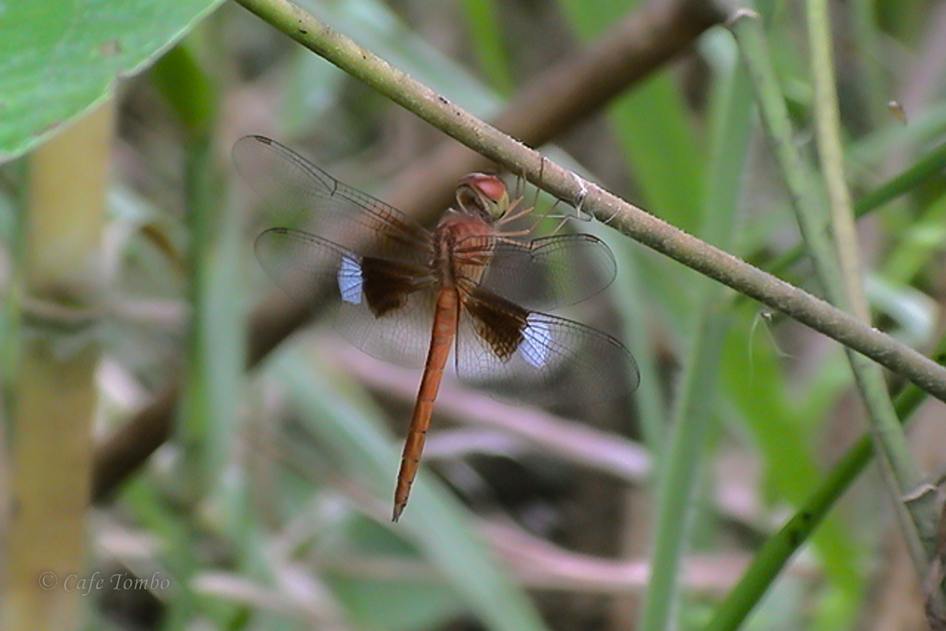 アメイロトンボ