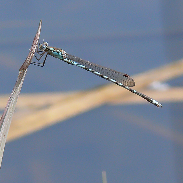 ホソミオツネントンボ