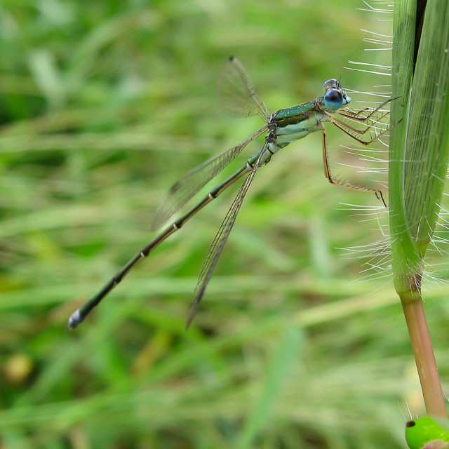 コバネアオイトトンボ