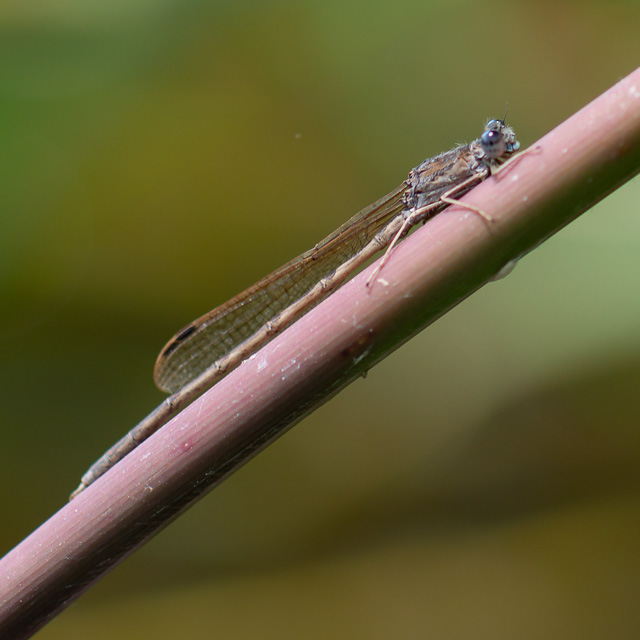 オツネントンボ