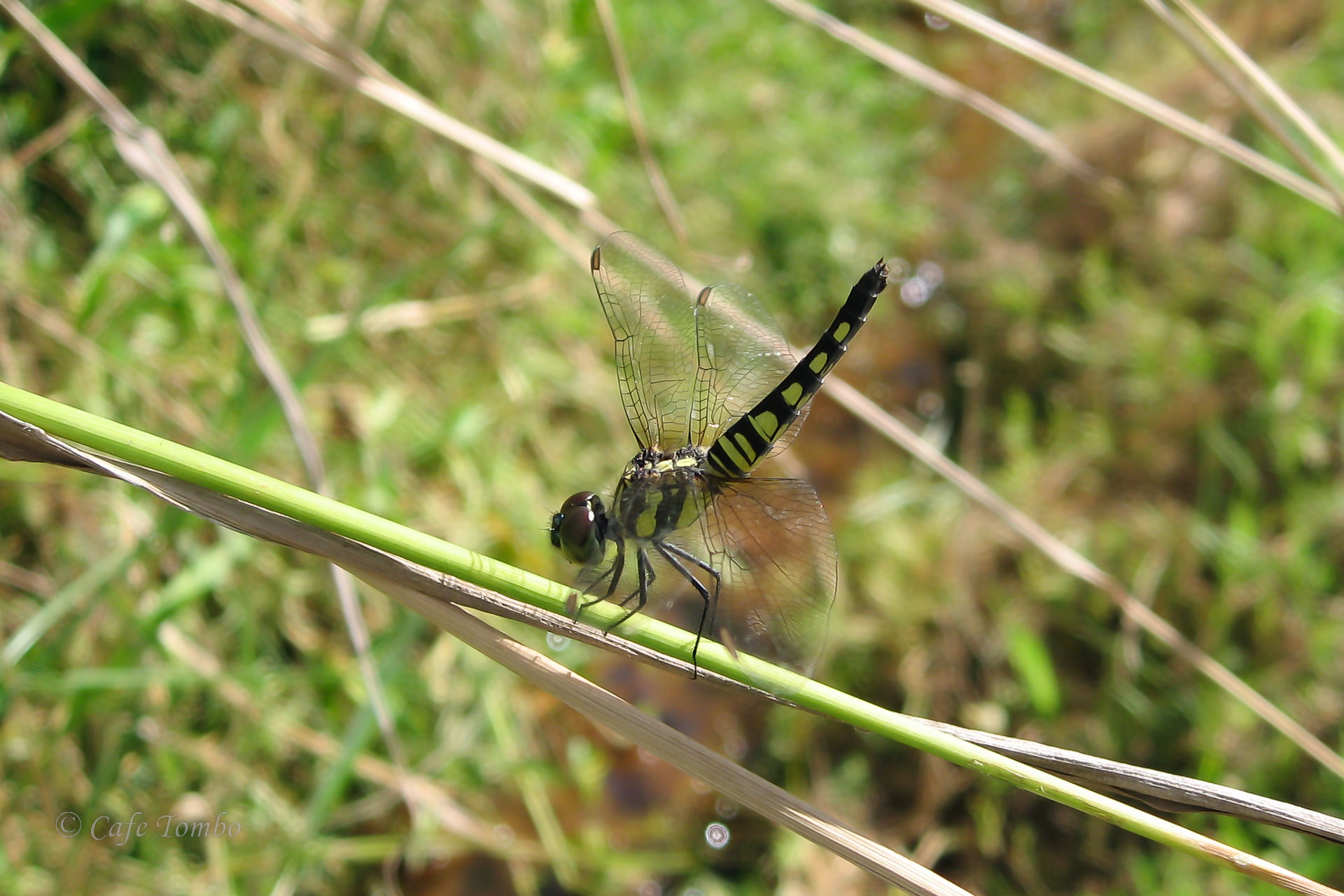 アオビタイトンボ