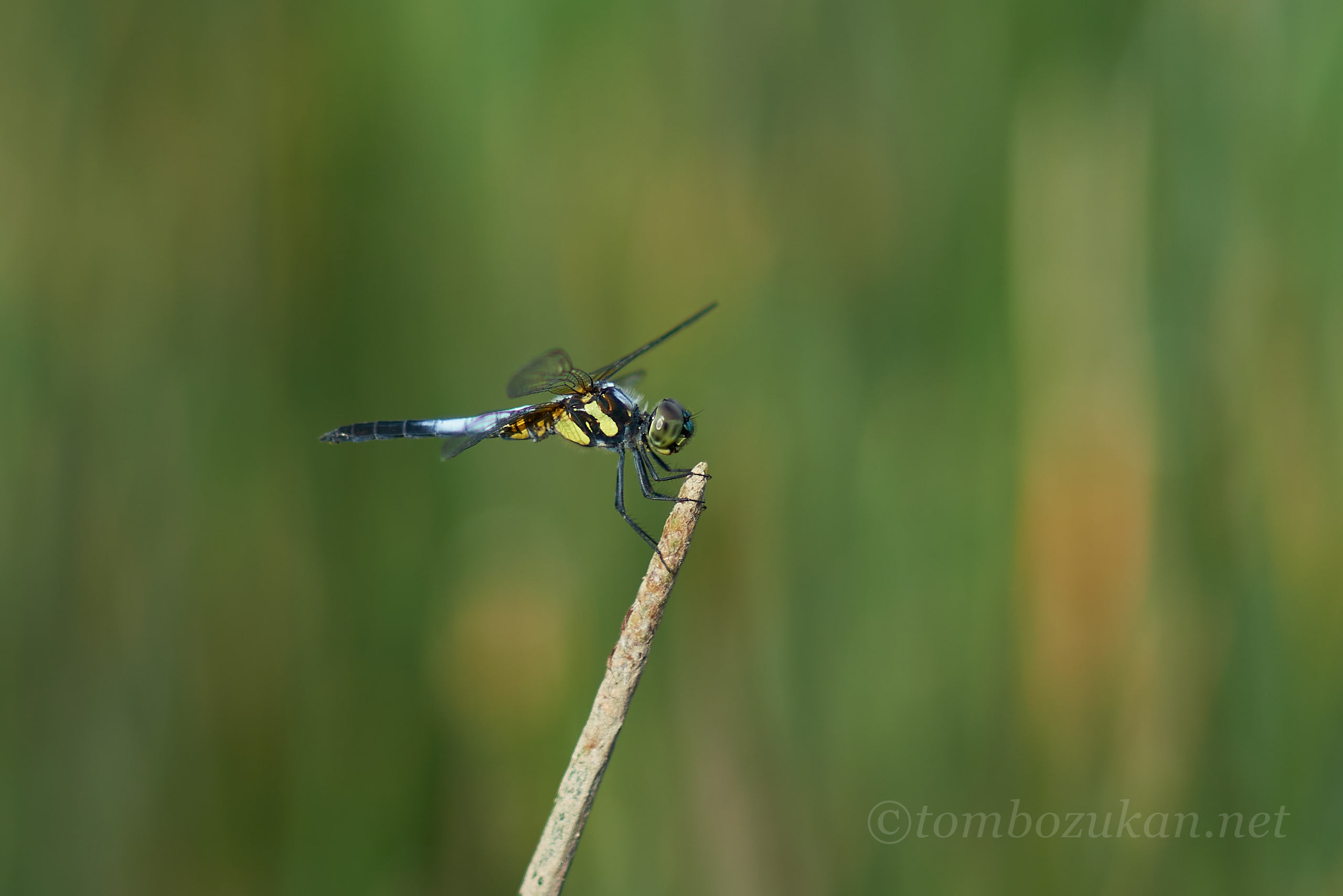 アオビタイトンボ