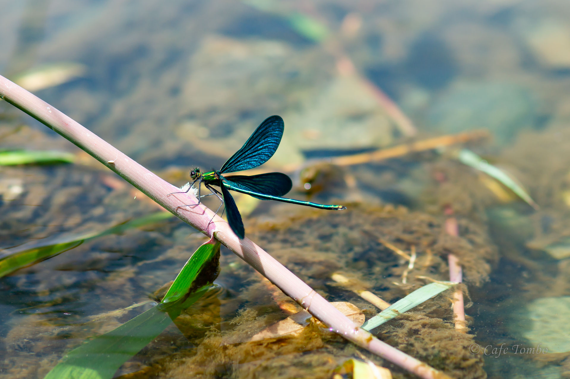 アオハダトンボ