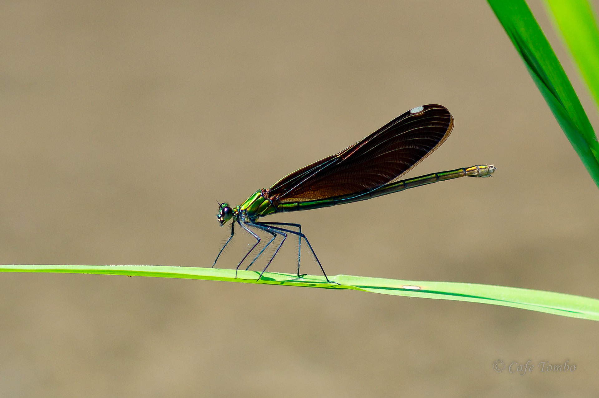 アオハダトンボ