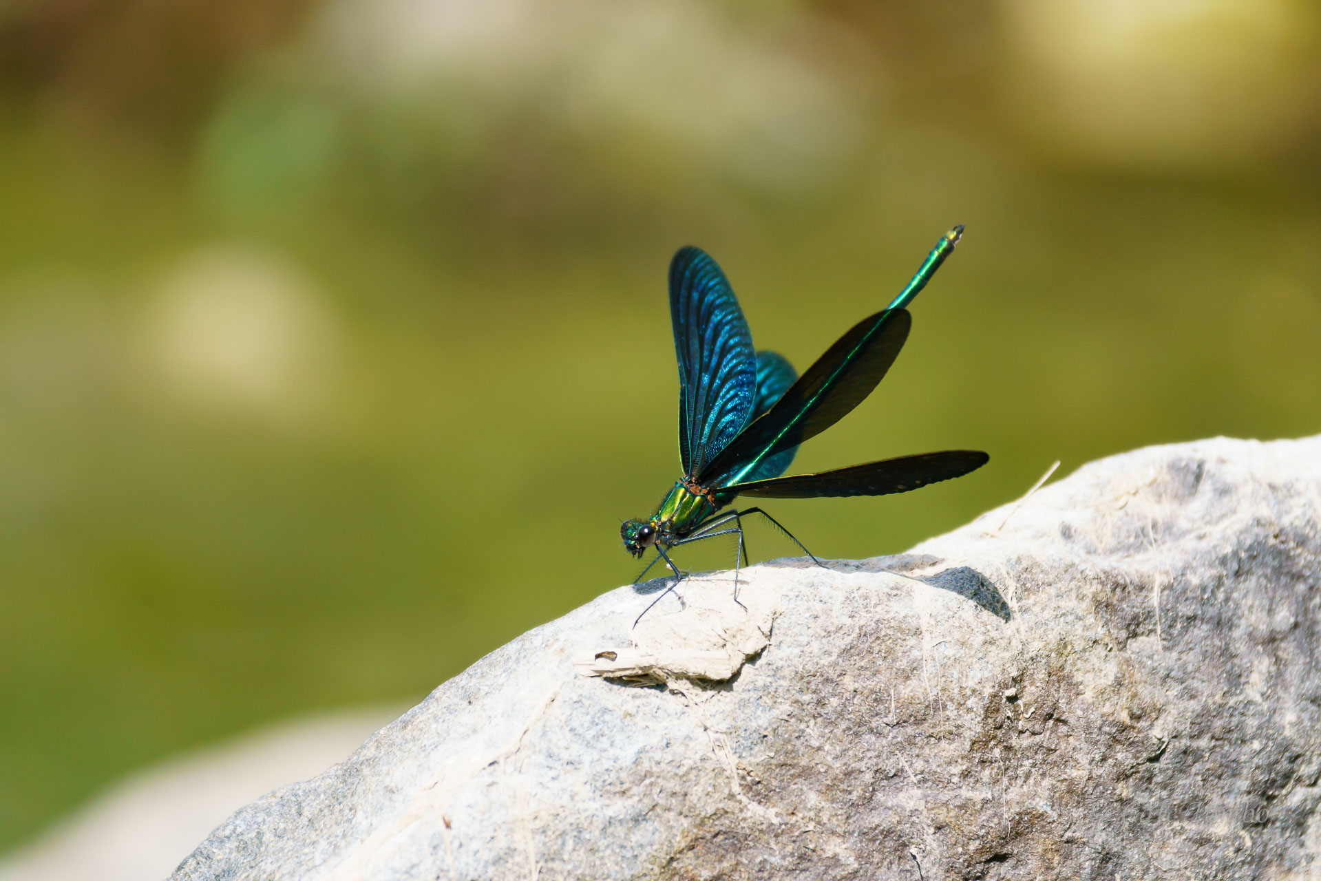 アオハダトンボ