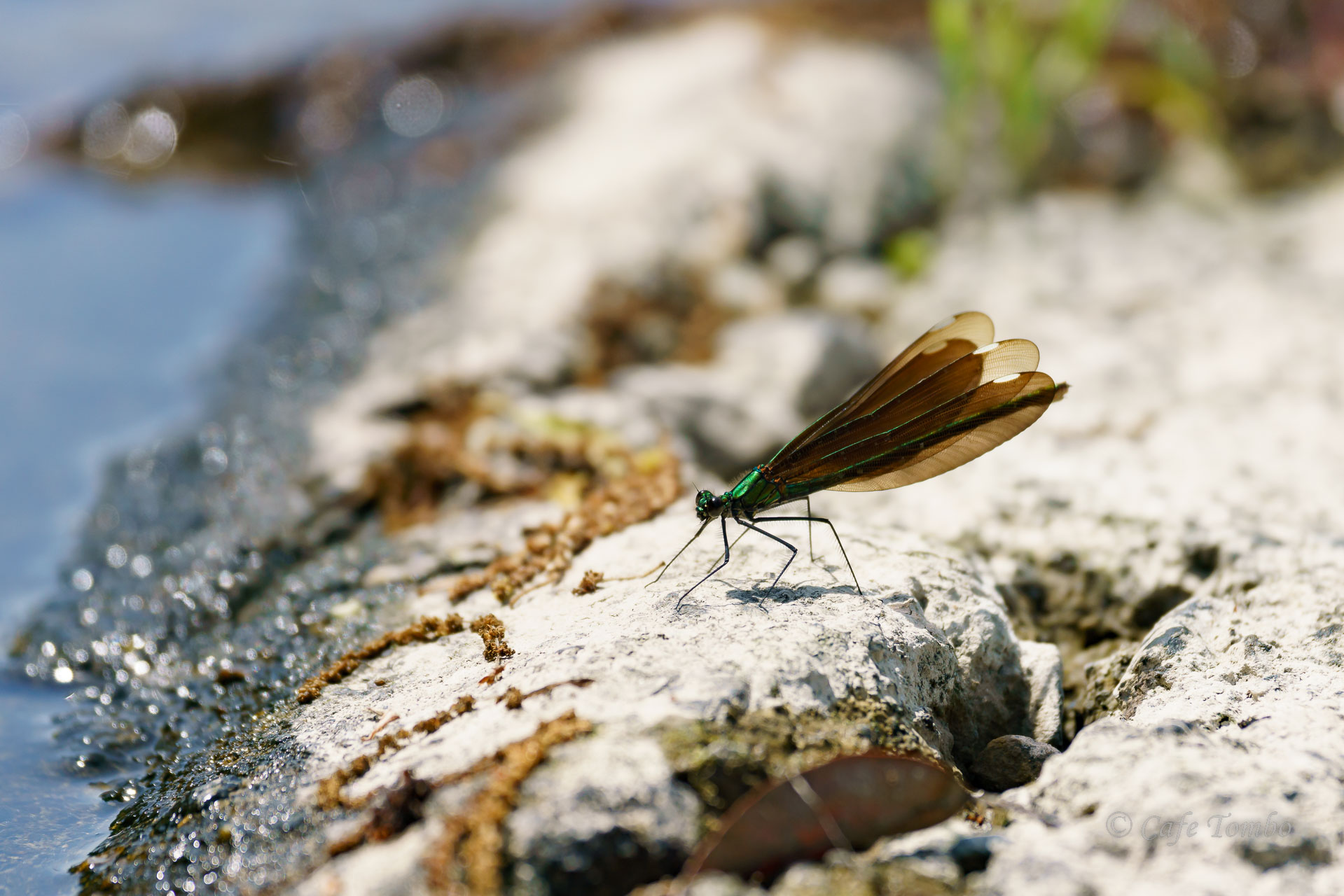アオハダトンボ