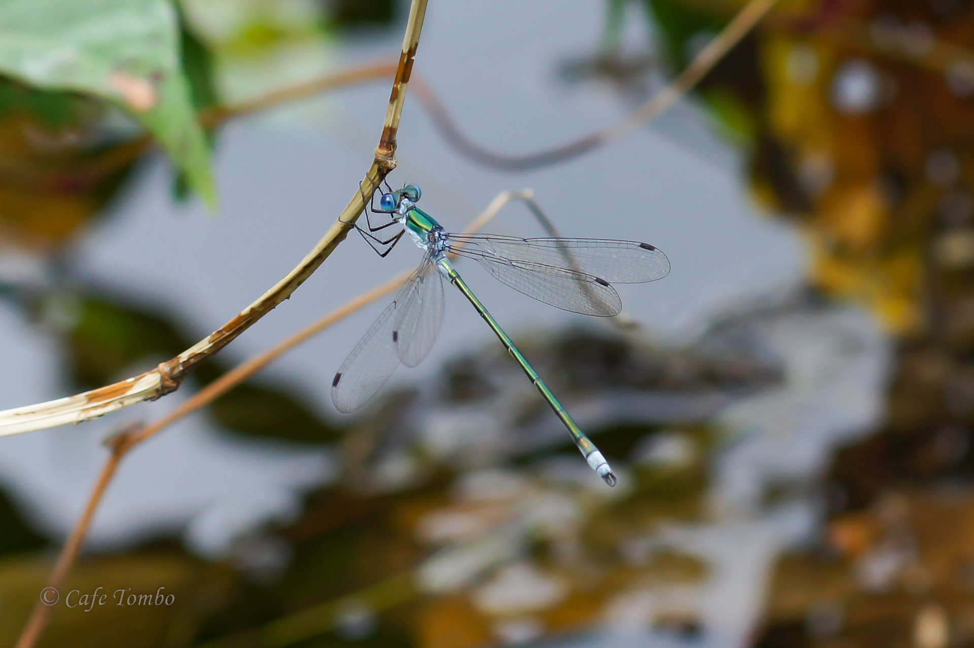 アオイトトンボ
