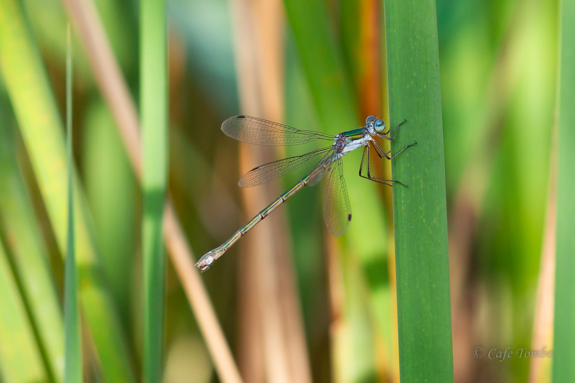 アオイトトンボ
