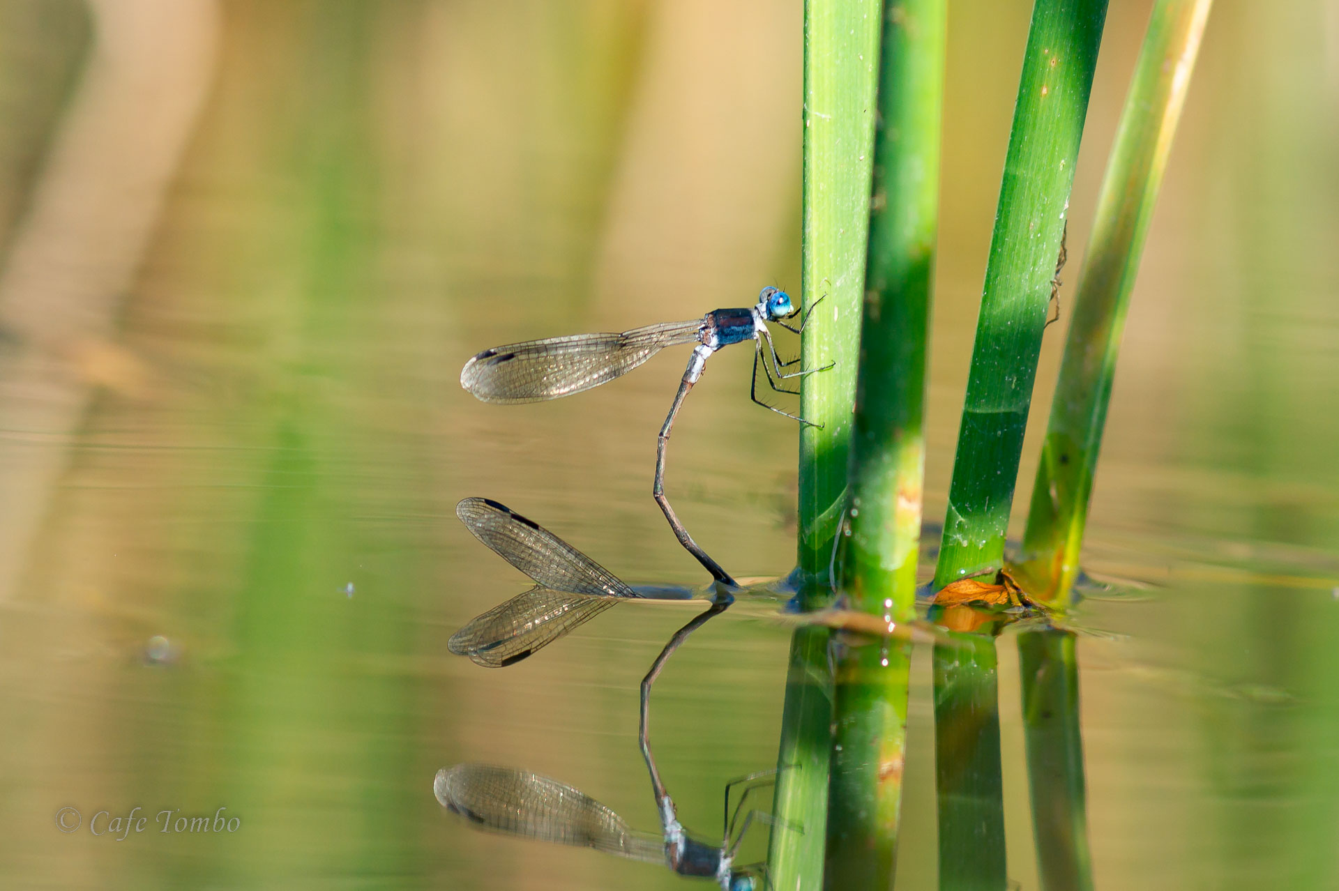 アオイトトンボ