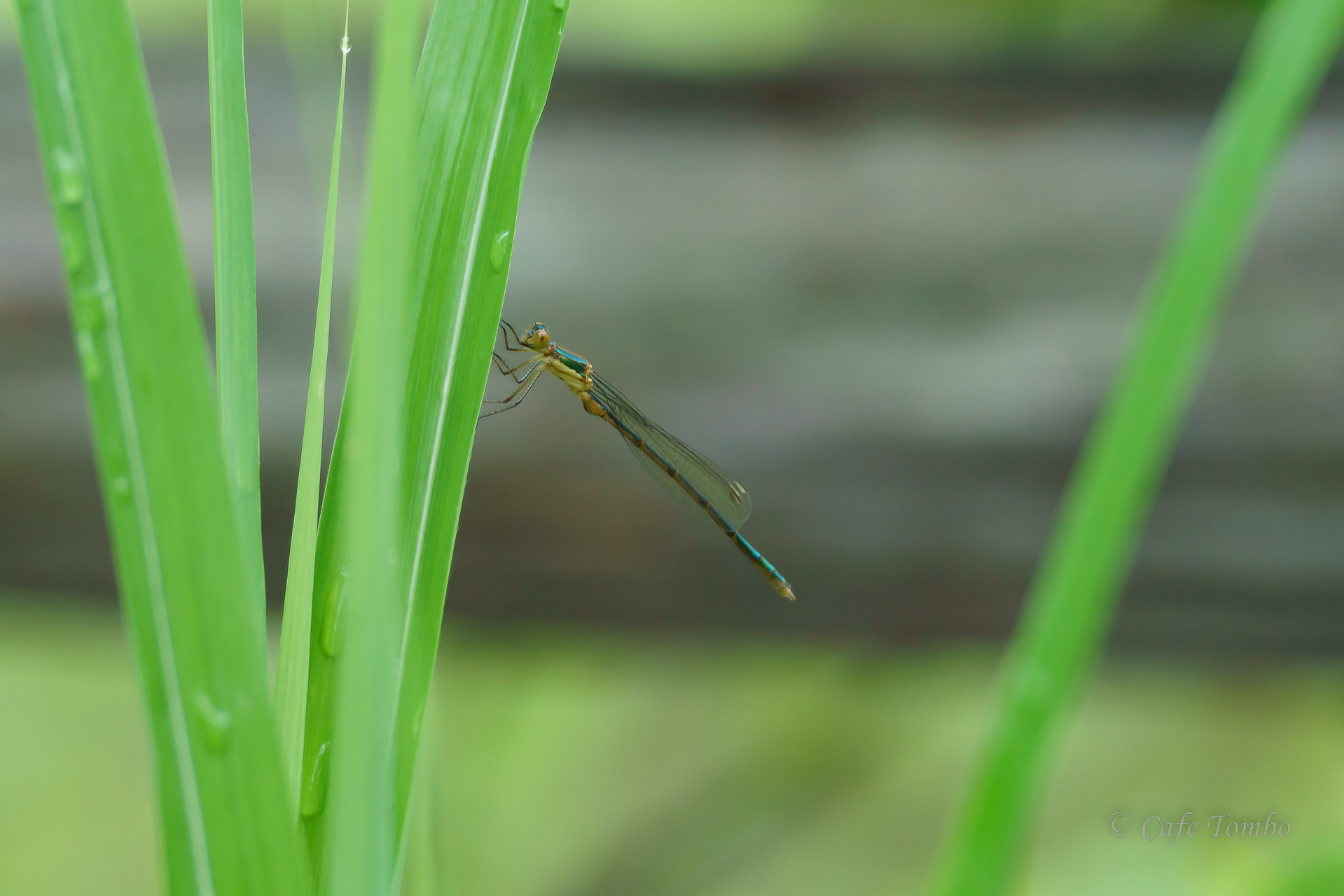 アオイトトンボ