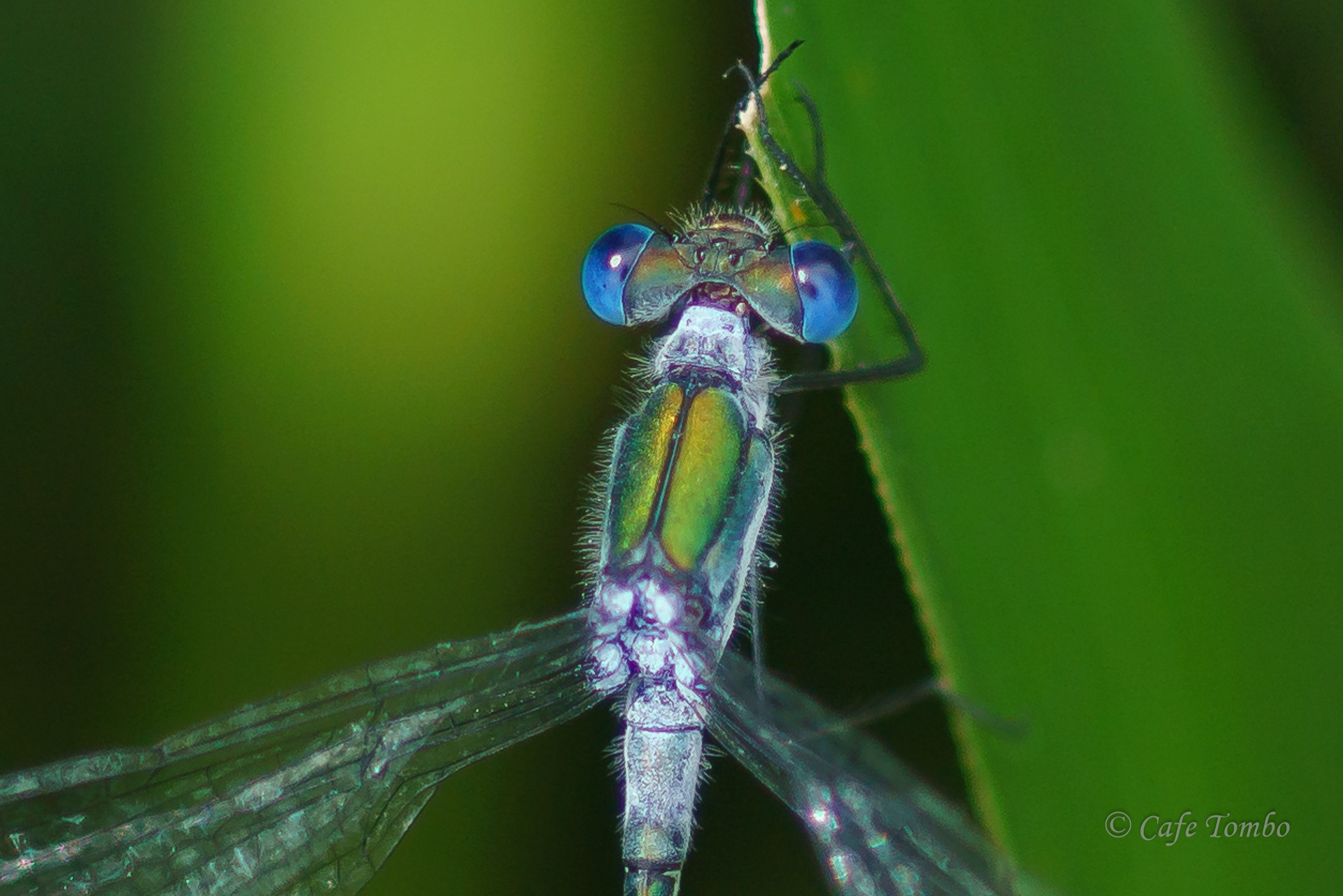 アオイトトンボ