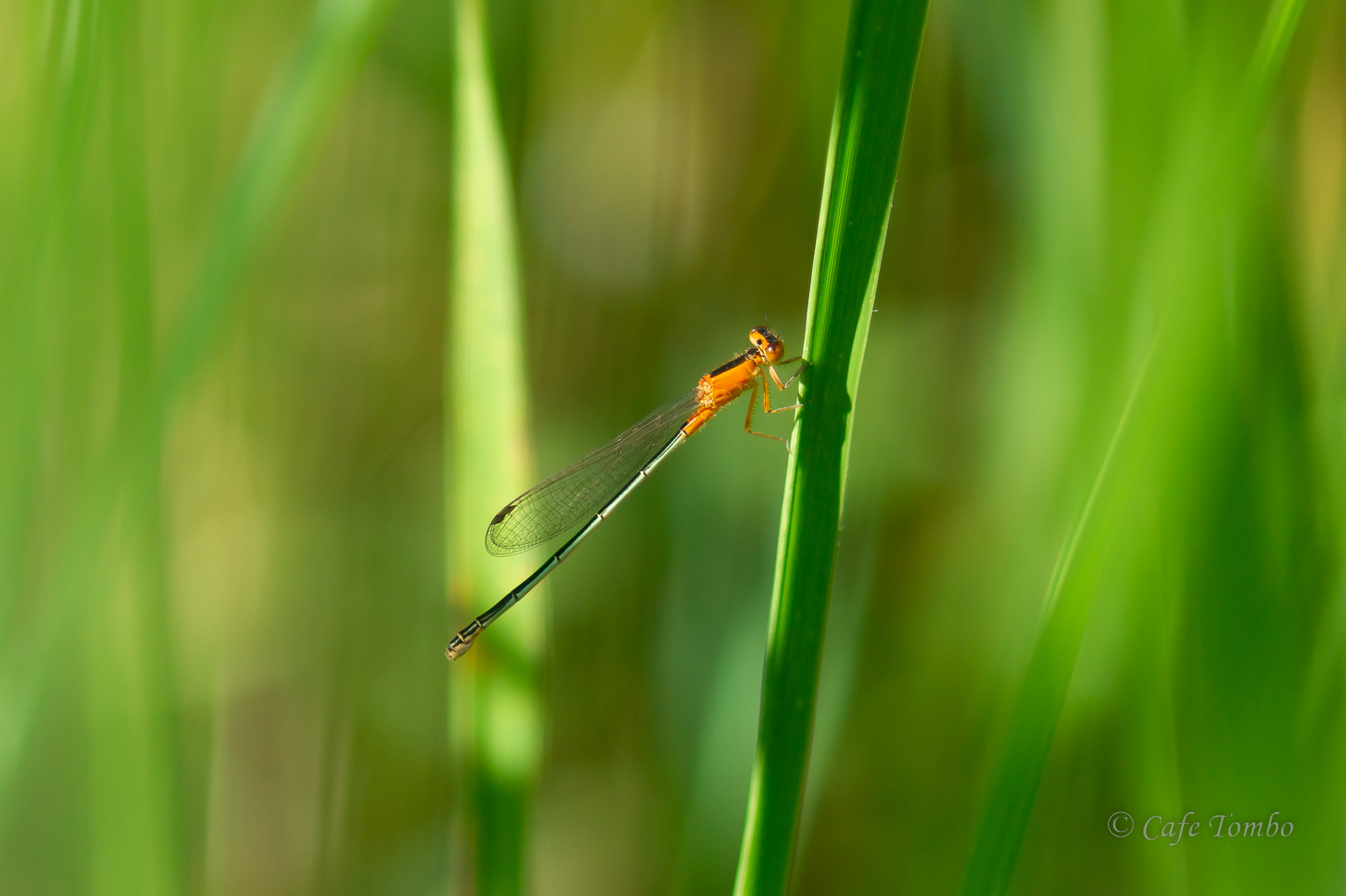 アオモンイトトンボ
