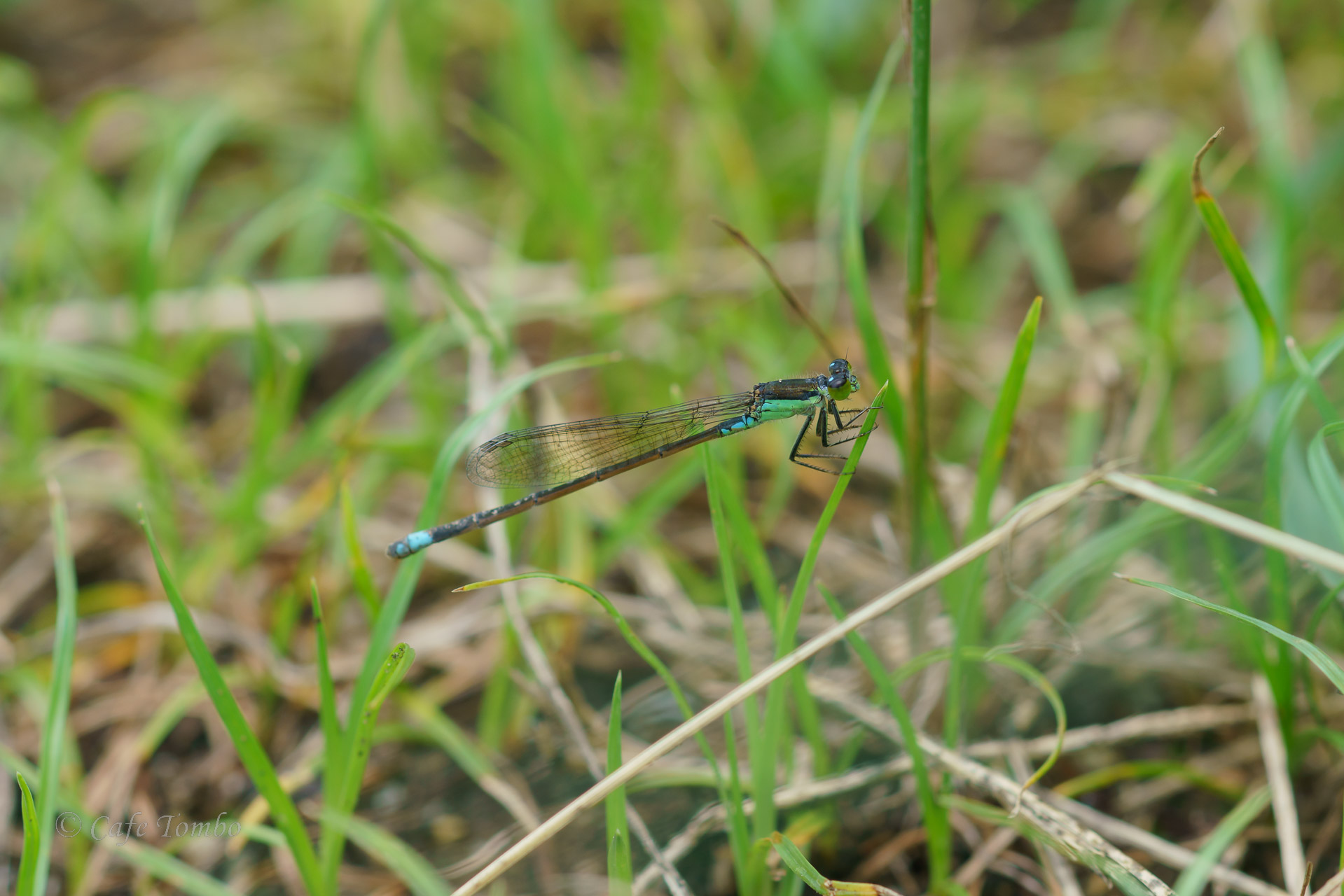 アオモンイトトンボ