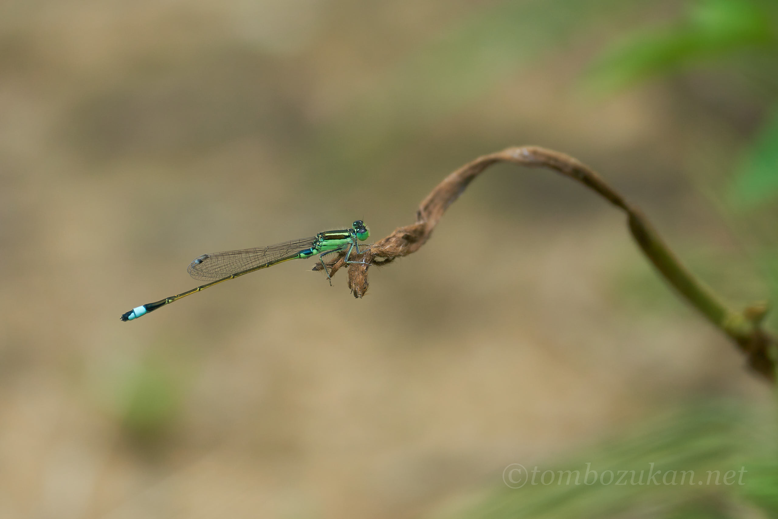 アオモンイトトンボ