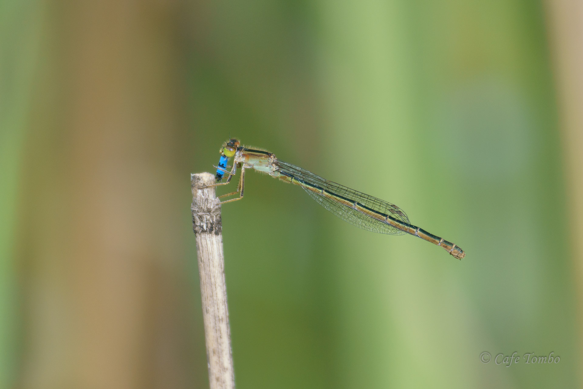 アオモンイトトンボ