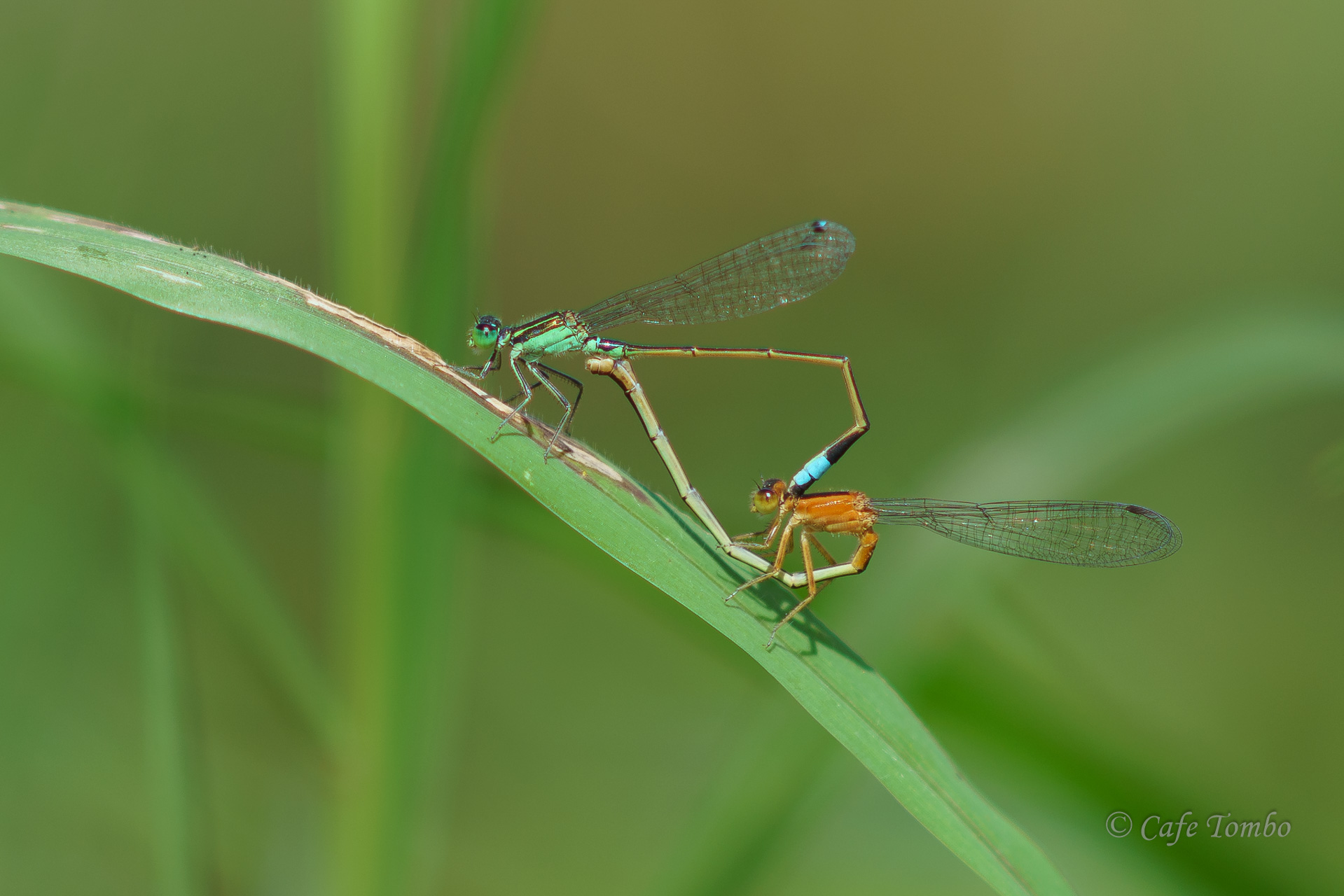 アオモンイトトンボ