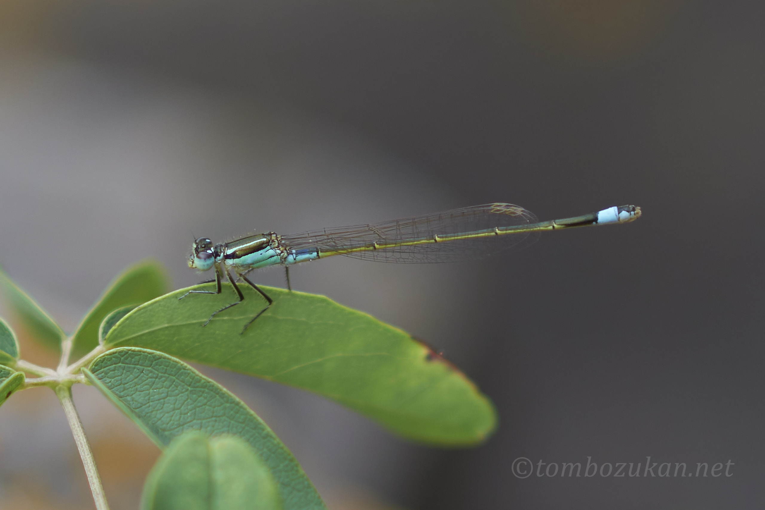 アオモンイトトンボ