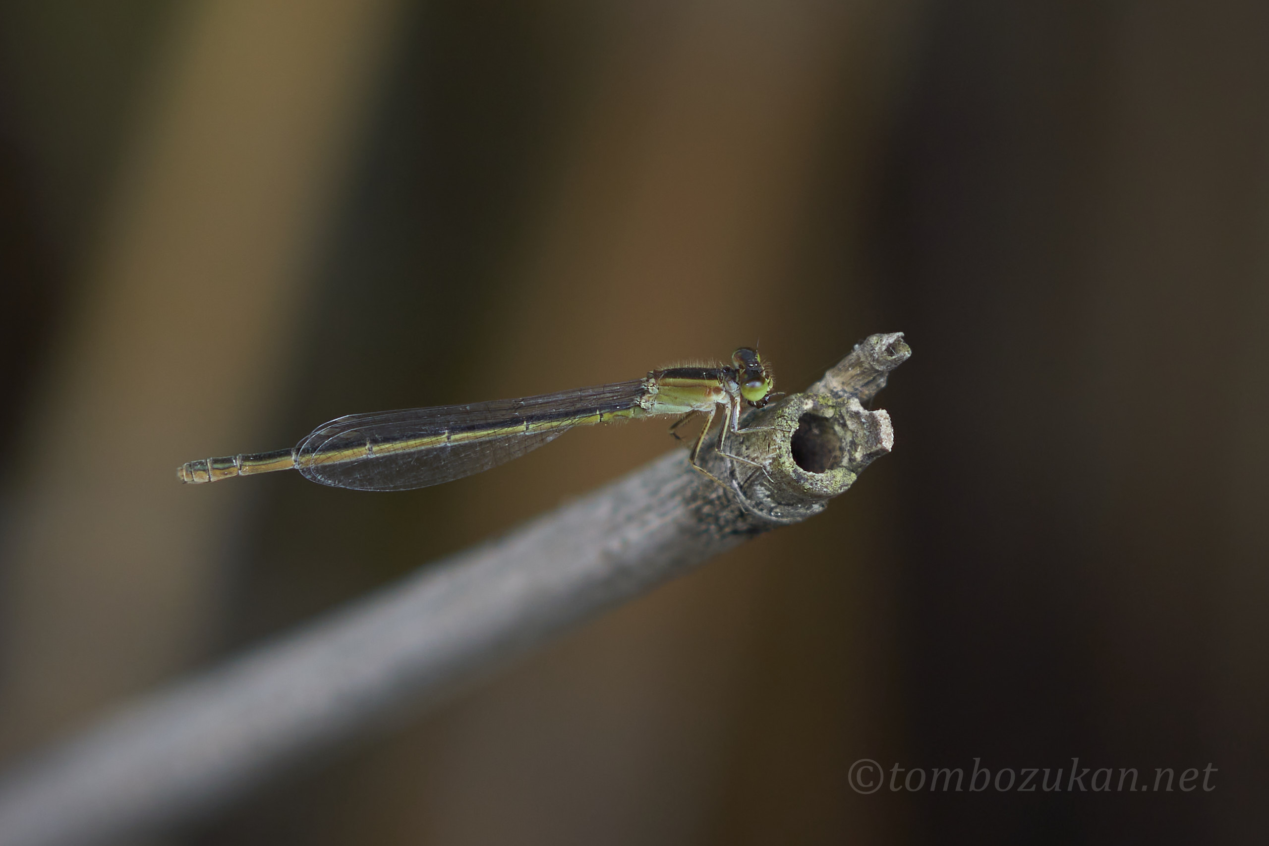 アオモンイトトンボ