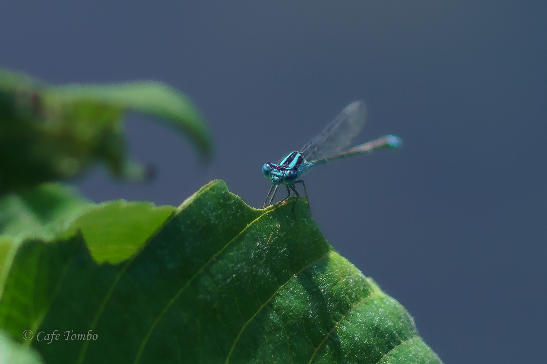 アオナガイトトンボ