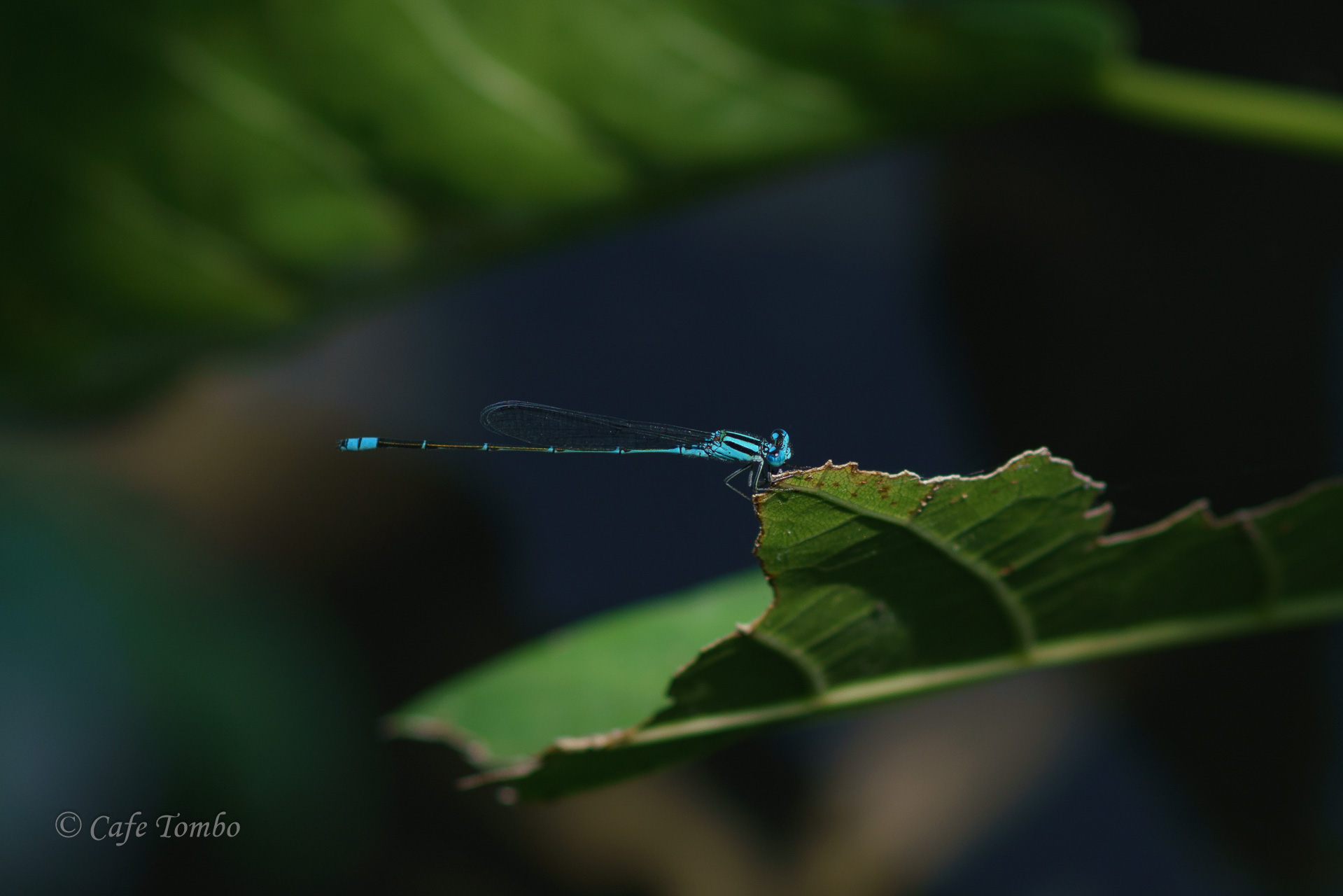 アオナガイトトンボ