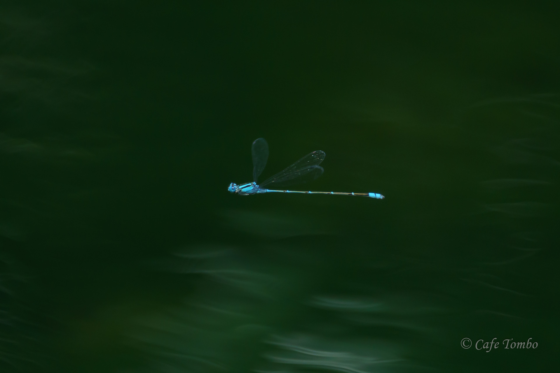 アオナガイトトンボ