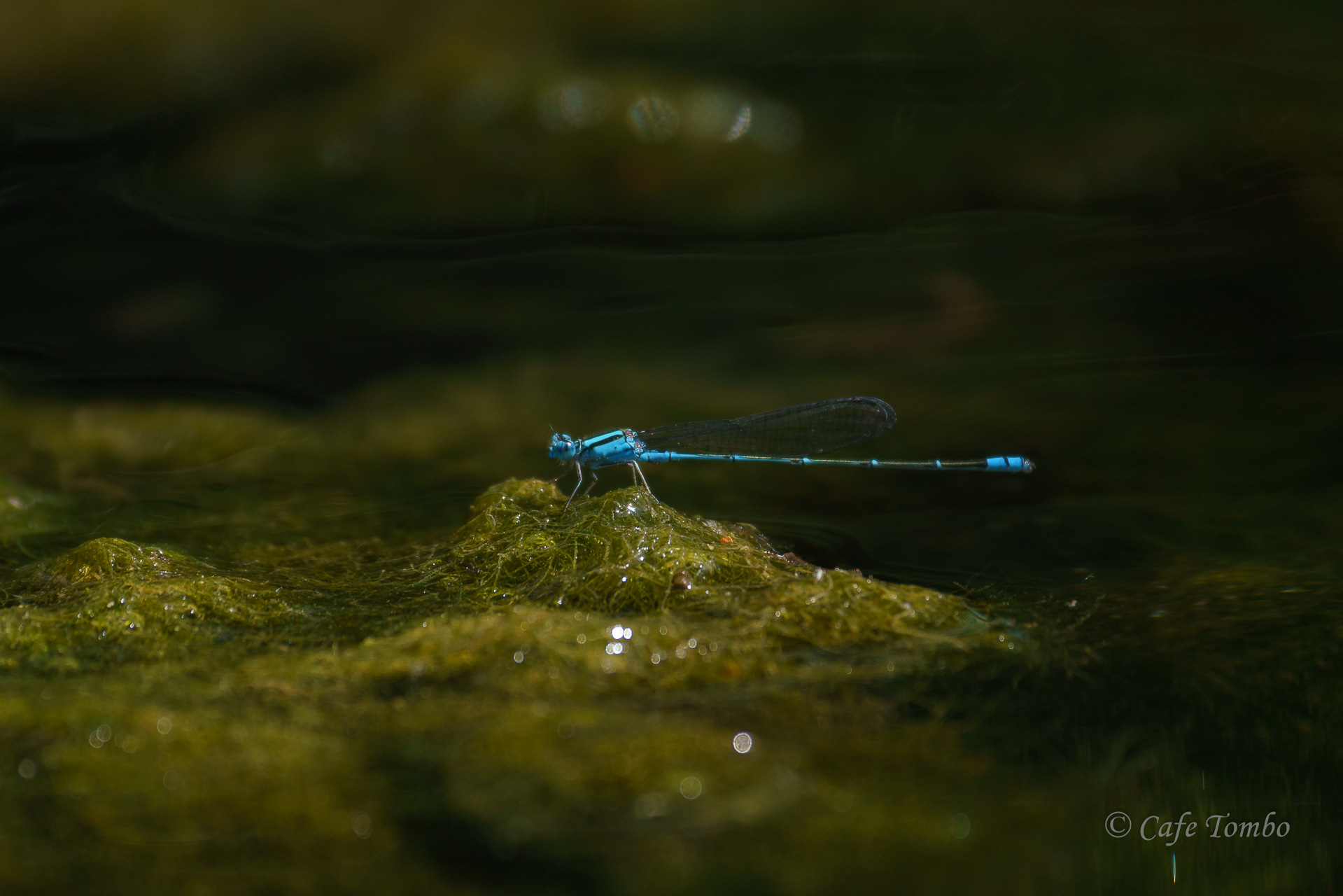 アオナガイトトンボ