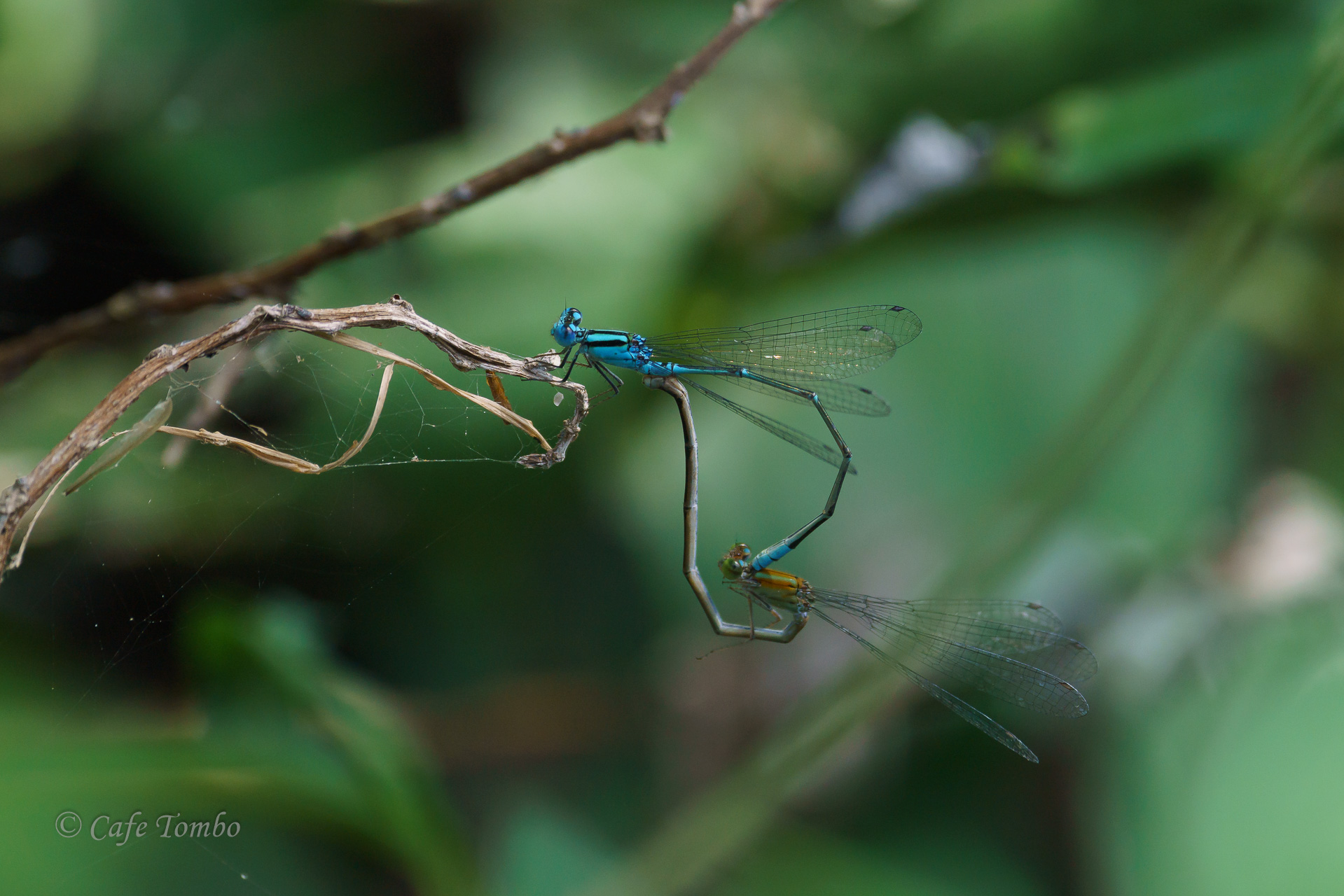 アオナガイトトンボ
