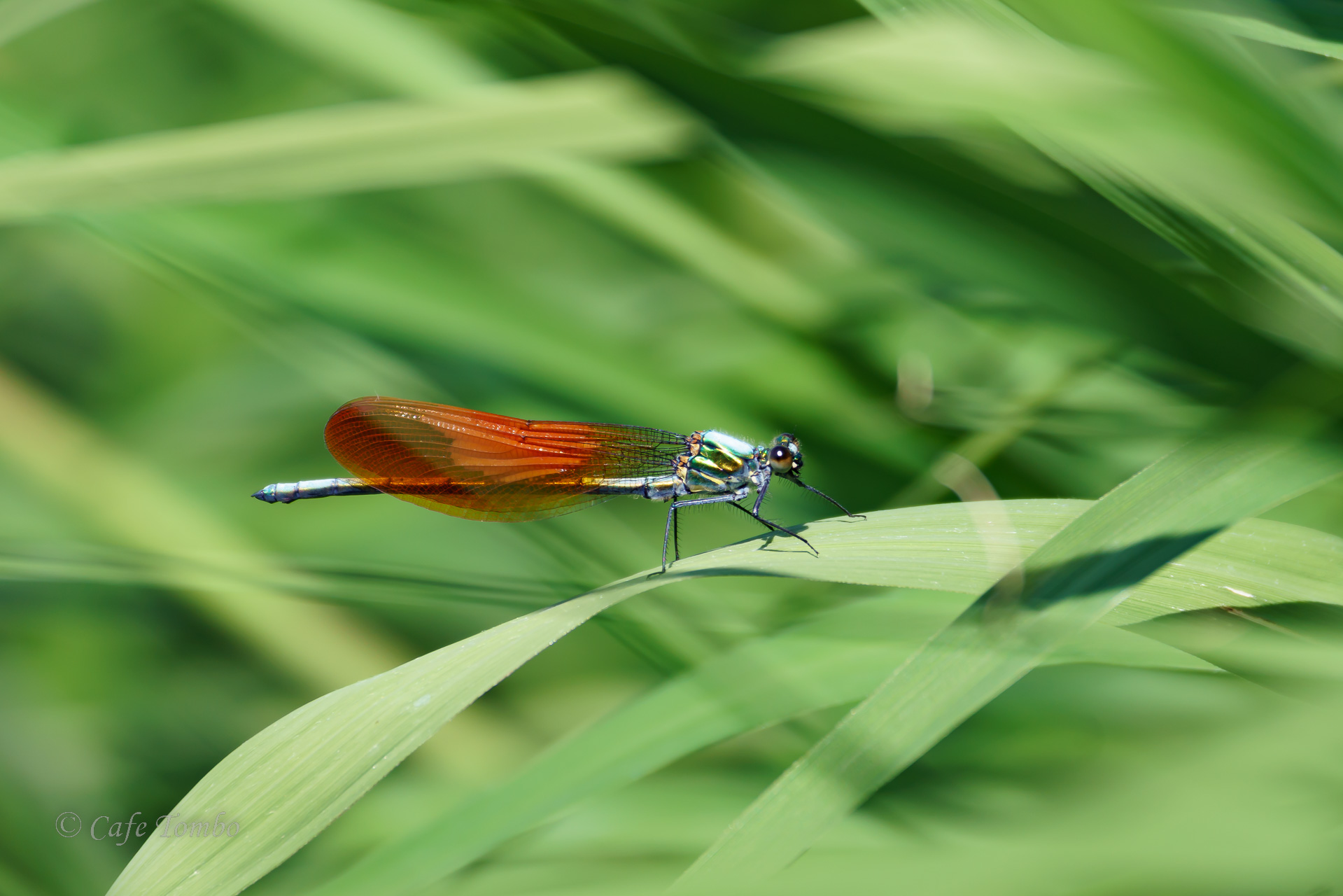 アサヒナカワトンボ
