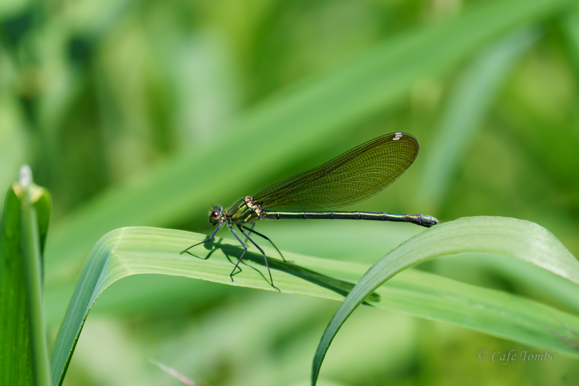 アサヒナカワトンボ