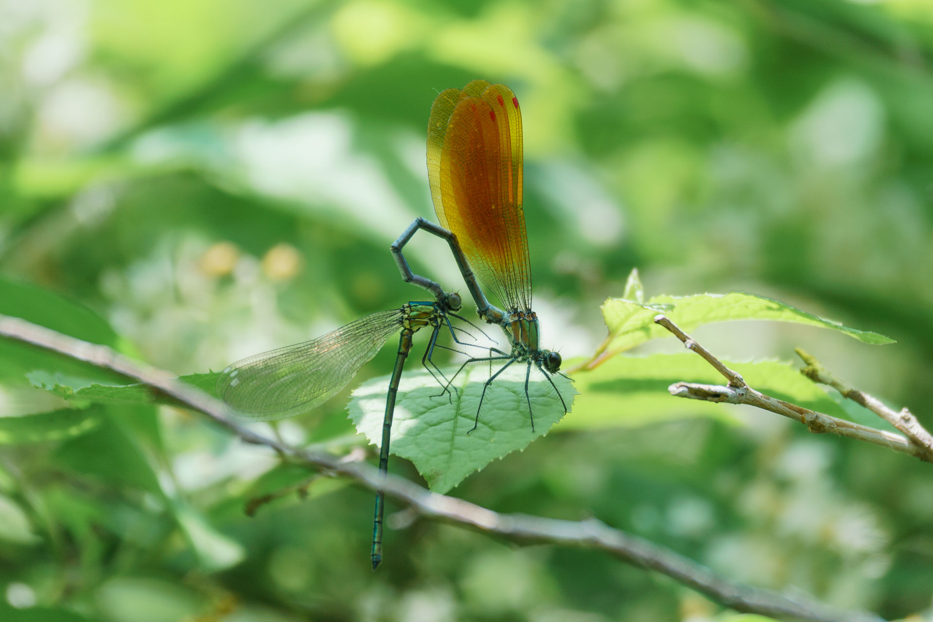 アサヒナカワトンボ