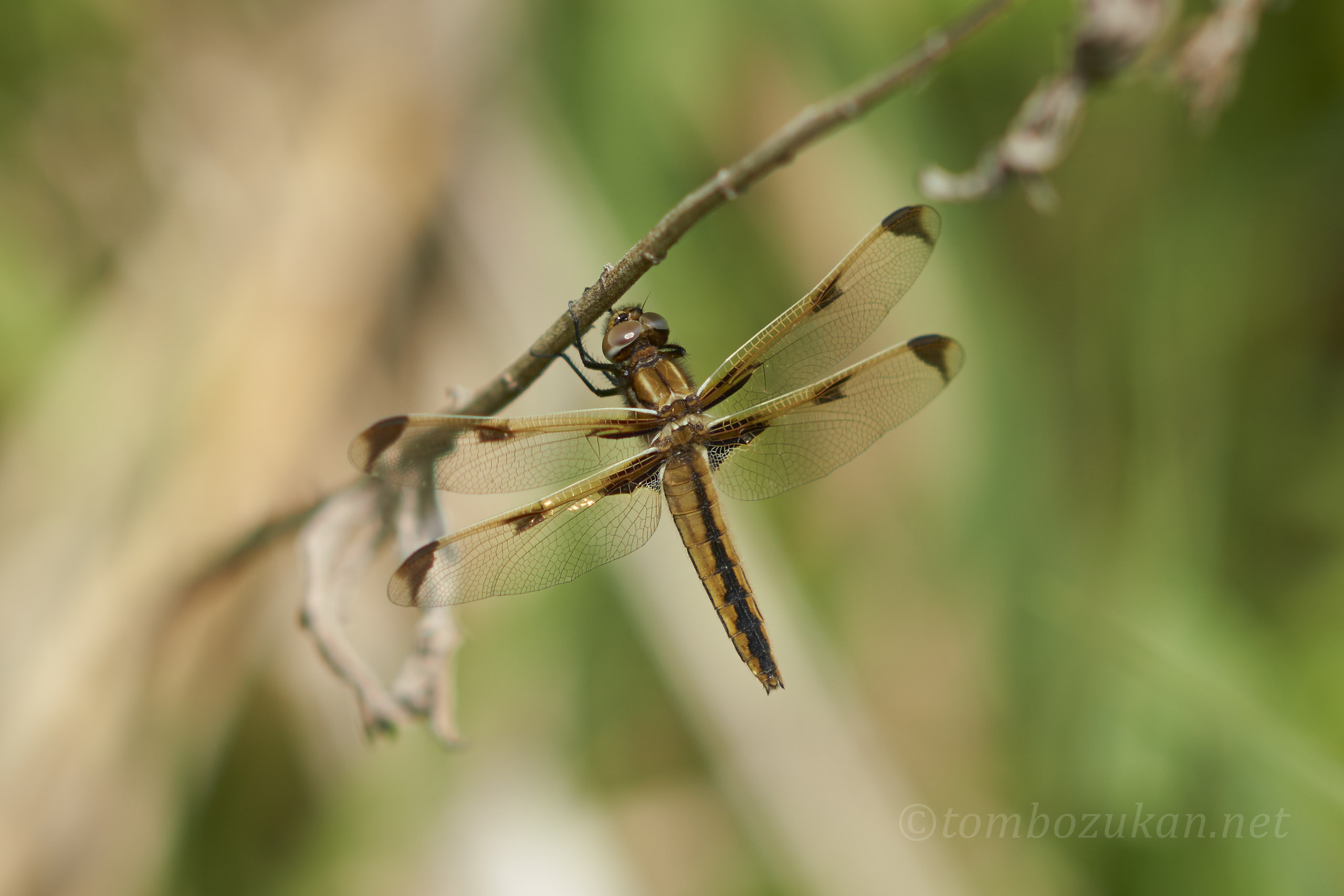 ベッコウトンボ