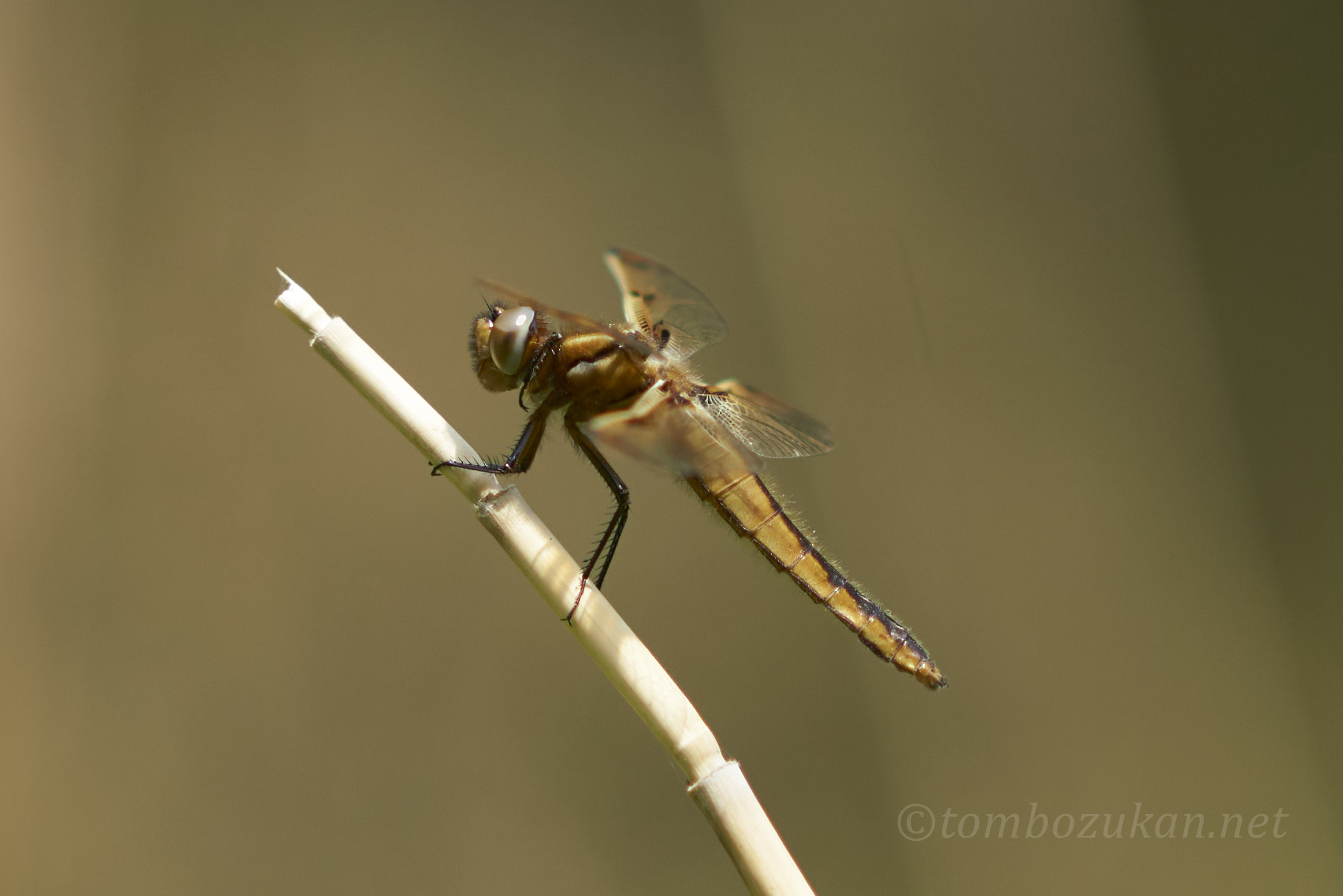 ベッコウトンボ