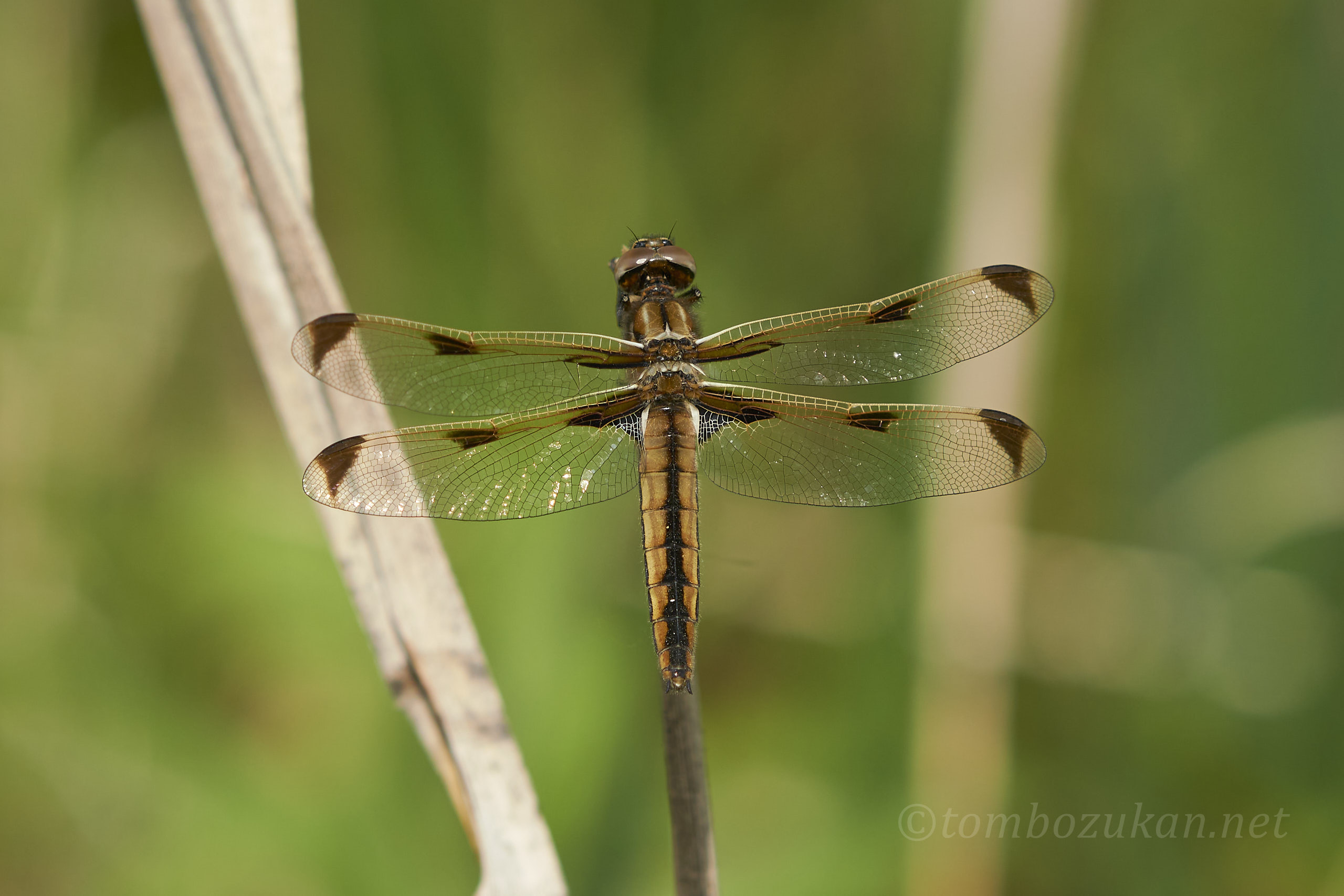 ベッコウトンボ